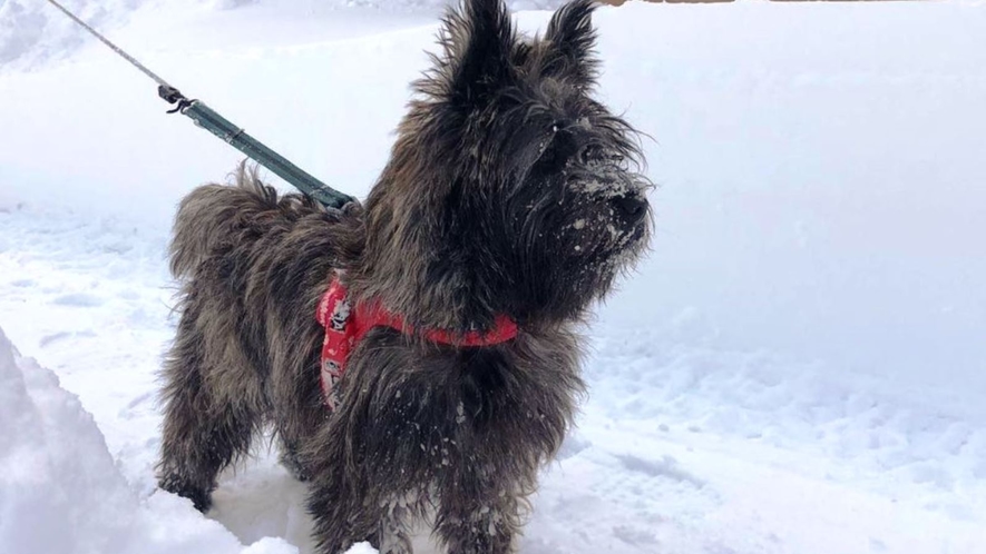 雪壁ドックラン♪思いっきり遊べます