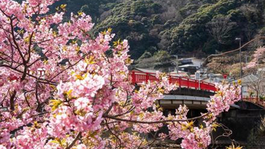 ・【河津さくらまつり】桜と橋