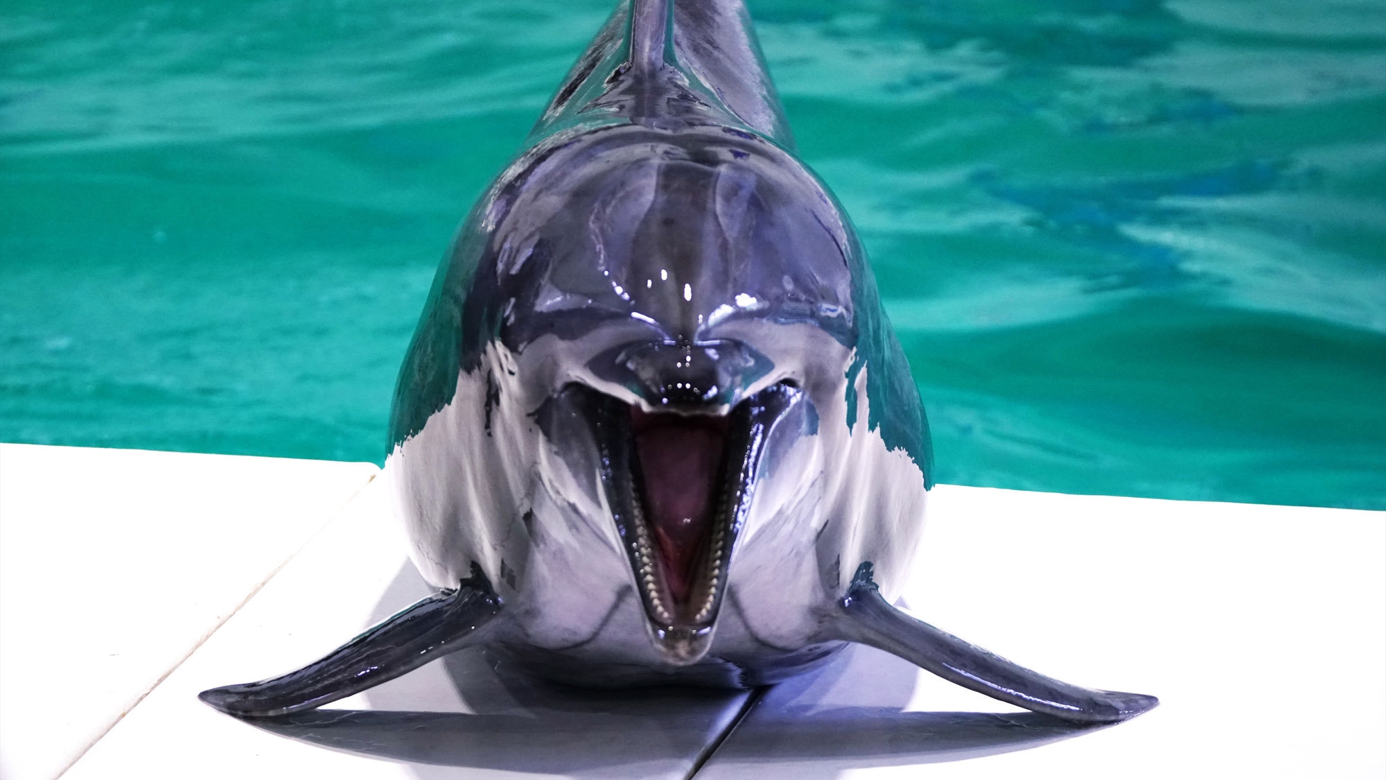【おたる水族館入館券付】小樽を楽しもう！ファミリーやカップルにおすすめ♪＜2食付＞