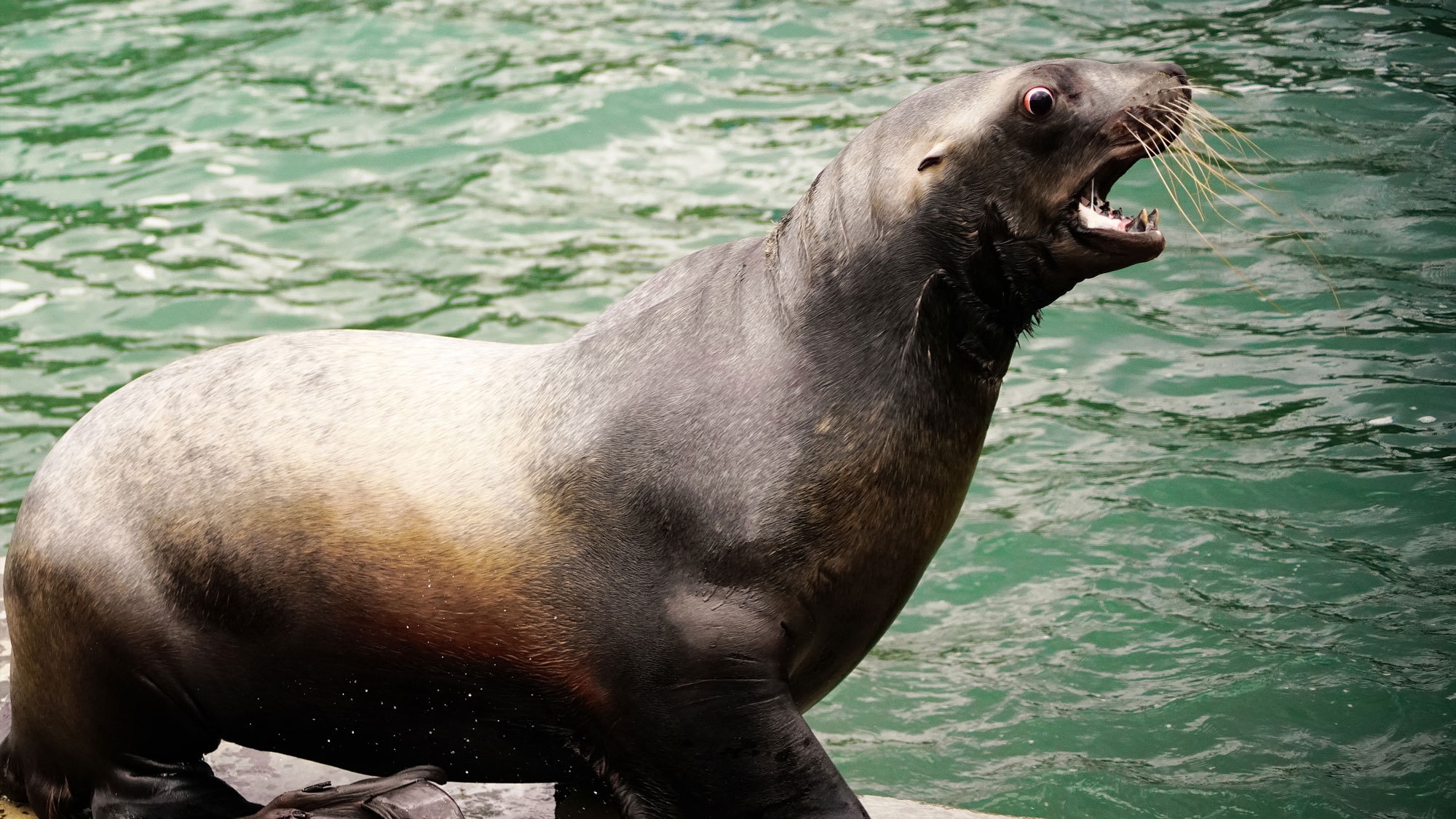 【おたる水族館入館券付】小樽を楽しもう！ファミリーやカップルにおすすめ♪＜2食付＞