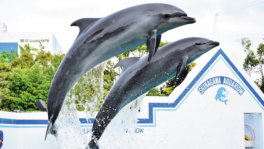 【観光】しながわ水族館