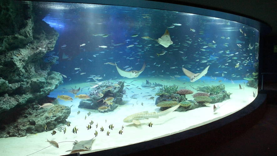 【サンシャイン水族館】大水槽「サンシャインラグーン」