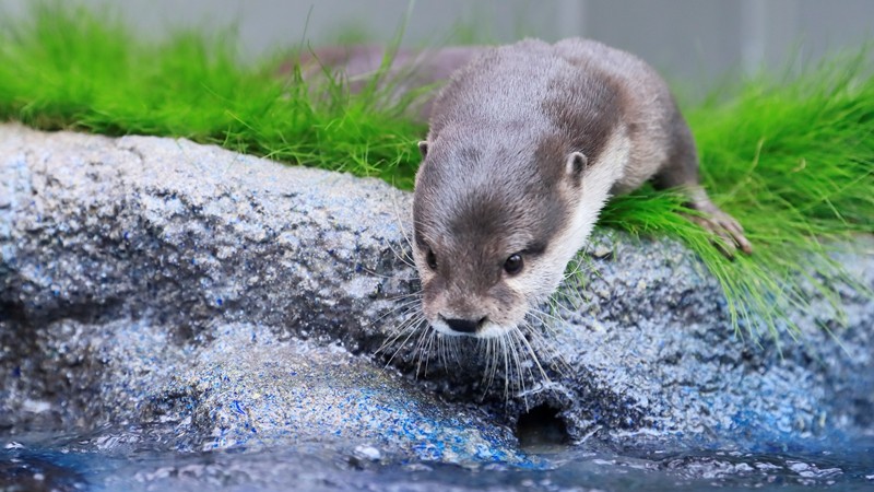 【サンシャイン水族館】コツメカワウソ