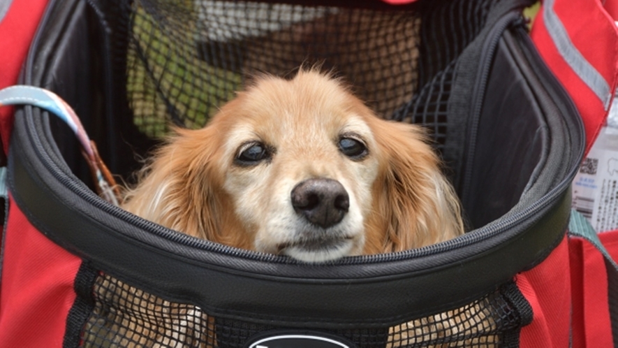 *【プライベートヴィラ(ユニットハウス)】愛犬と一緒にグランピングが楽しめます