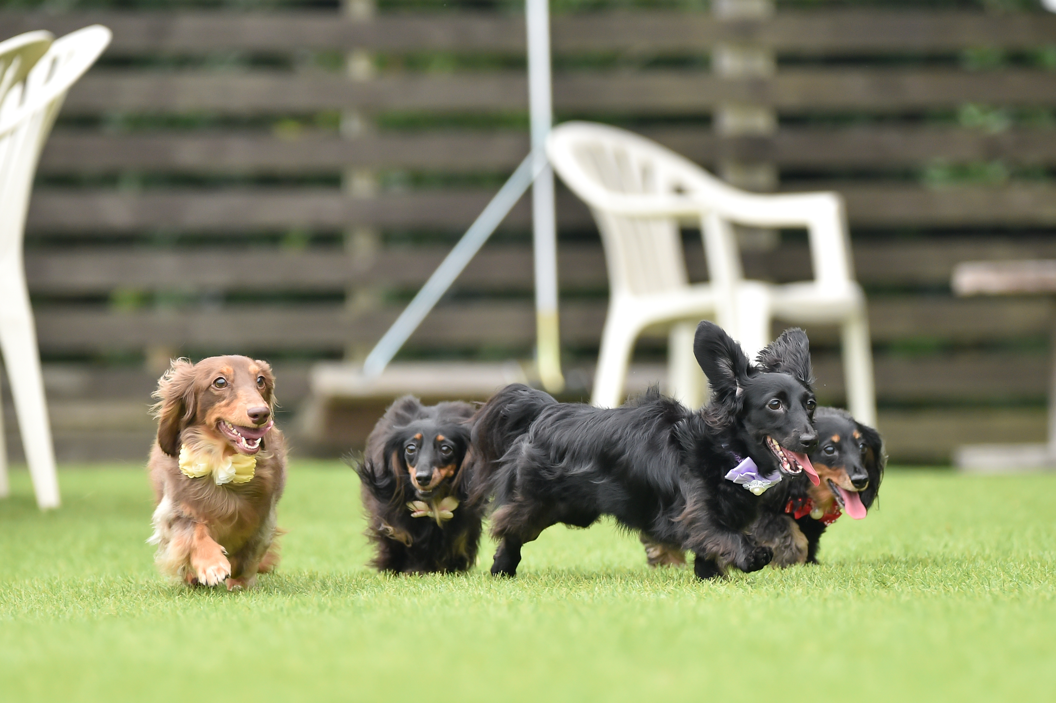 わんちゃんと一緒に宿泊できます。