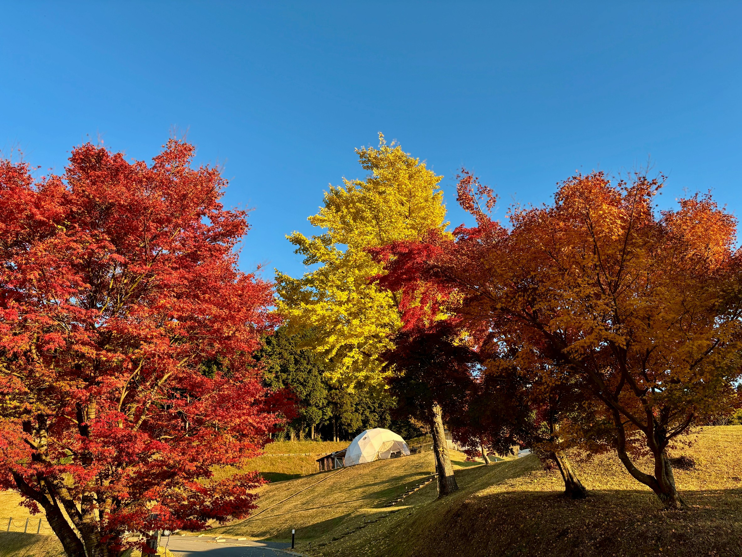 秋色グラデーションの散歩道