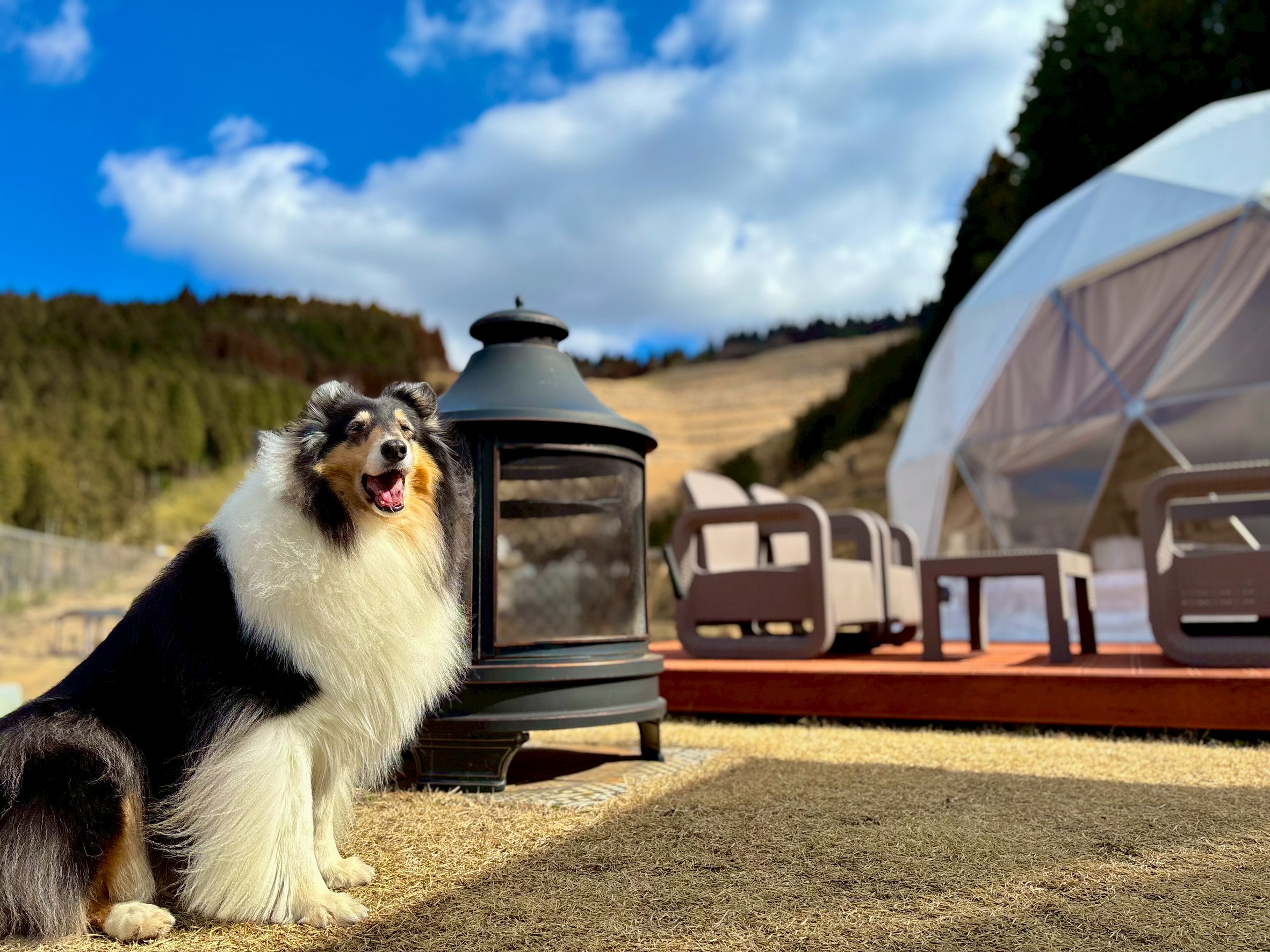 大自然を庭に、愛犬と過ごす特等席