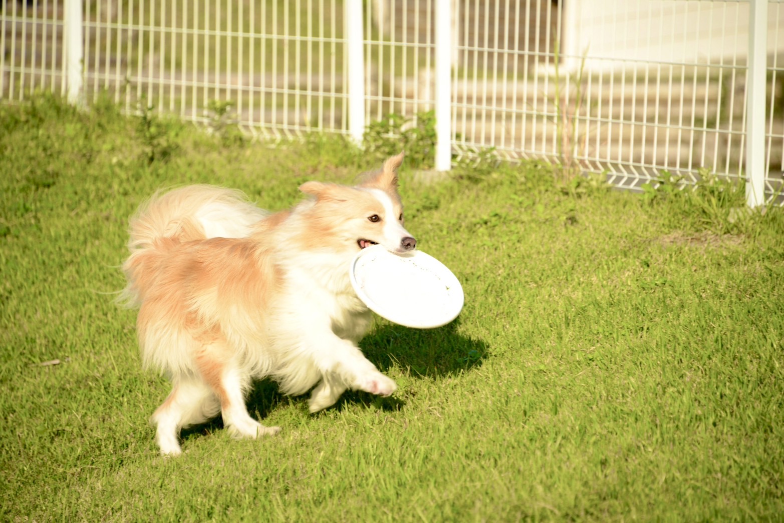 楽しいドッグラン♪