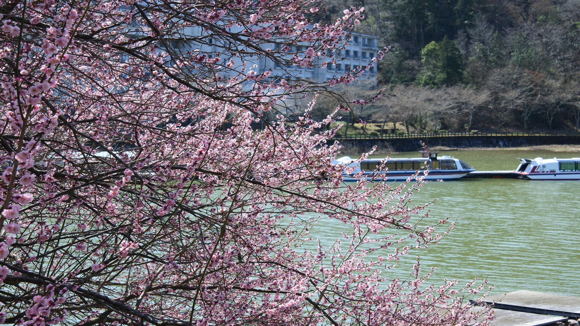 恵那峡の桜＜春＞■当館から車で25分