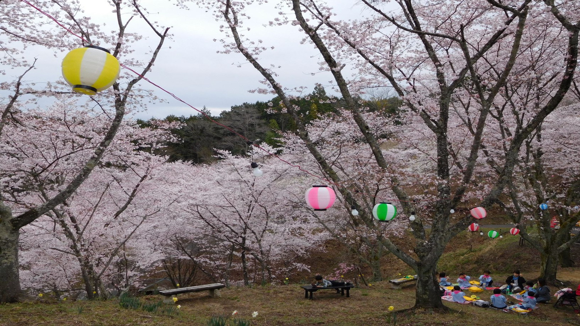 苗木さくら公園さくら祭り