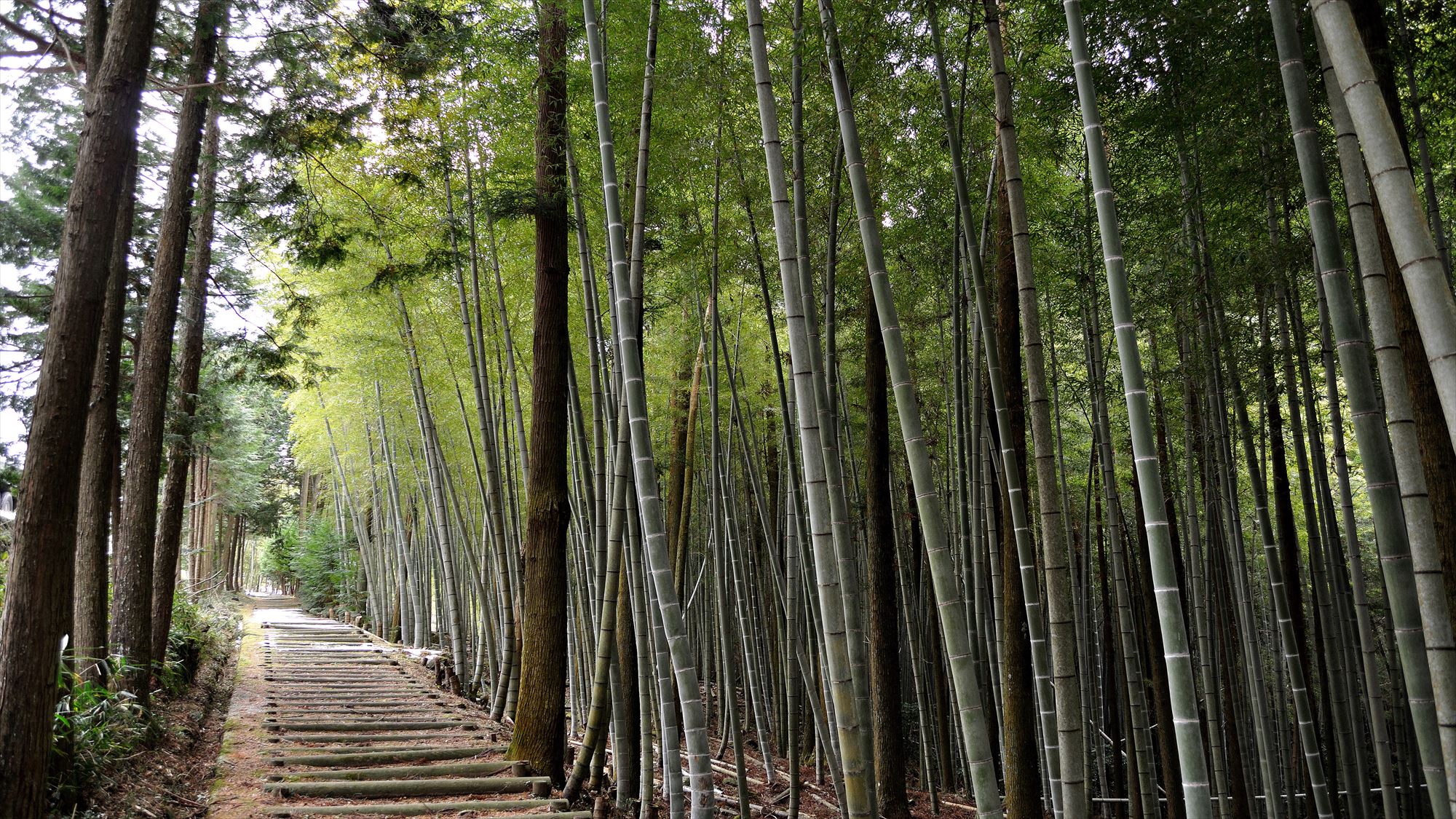 【周辺観光】荻住還　夏（当館から車で約1時間）