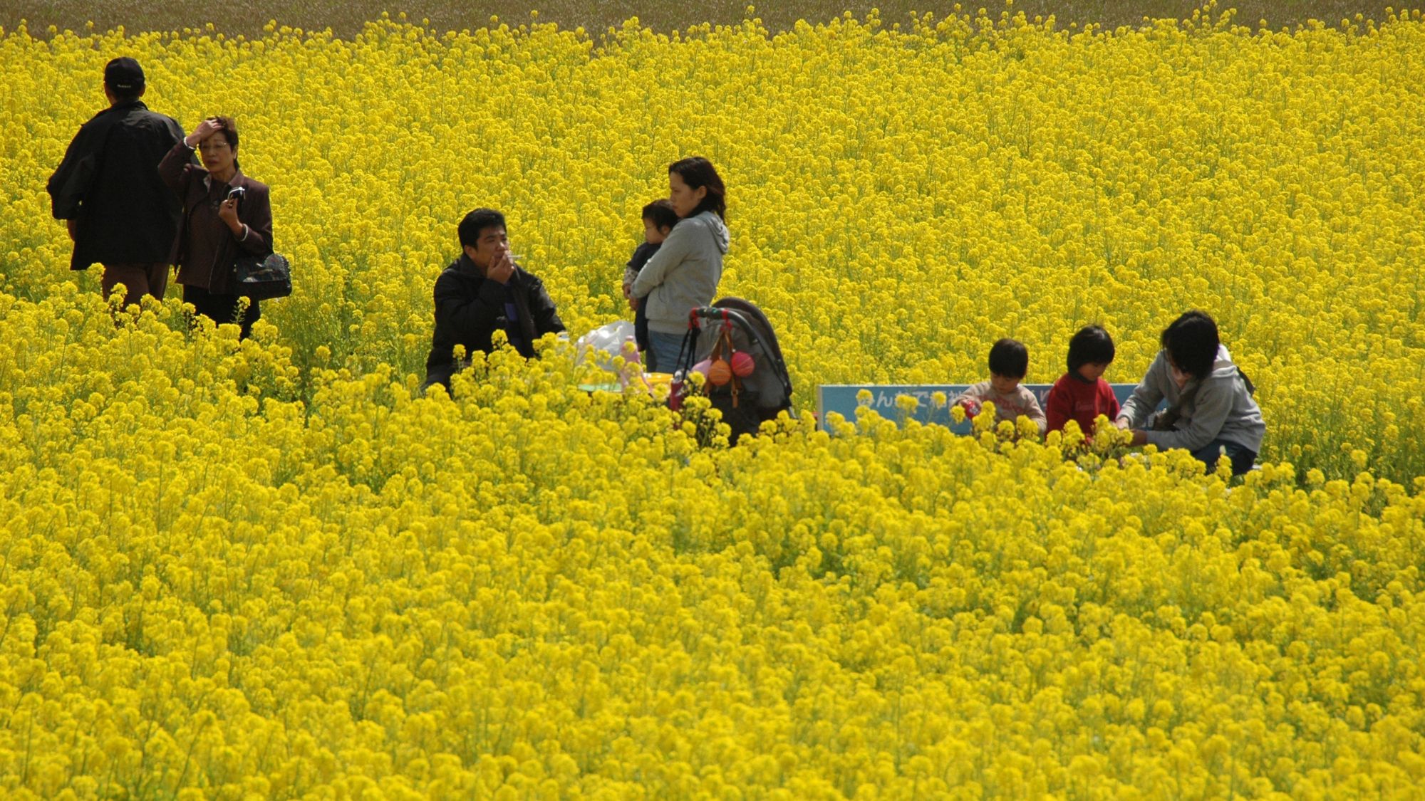 【イベント｜3月】秋穂菜の花まつり