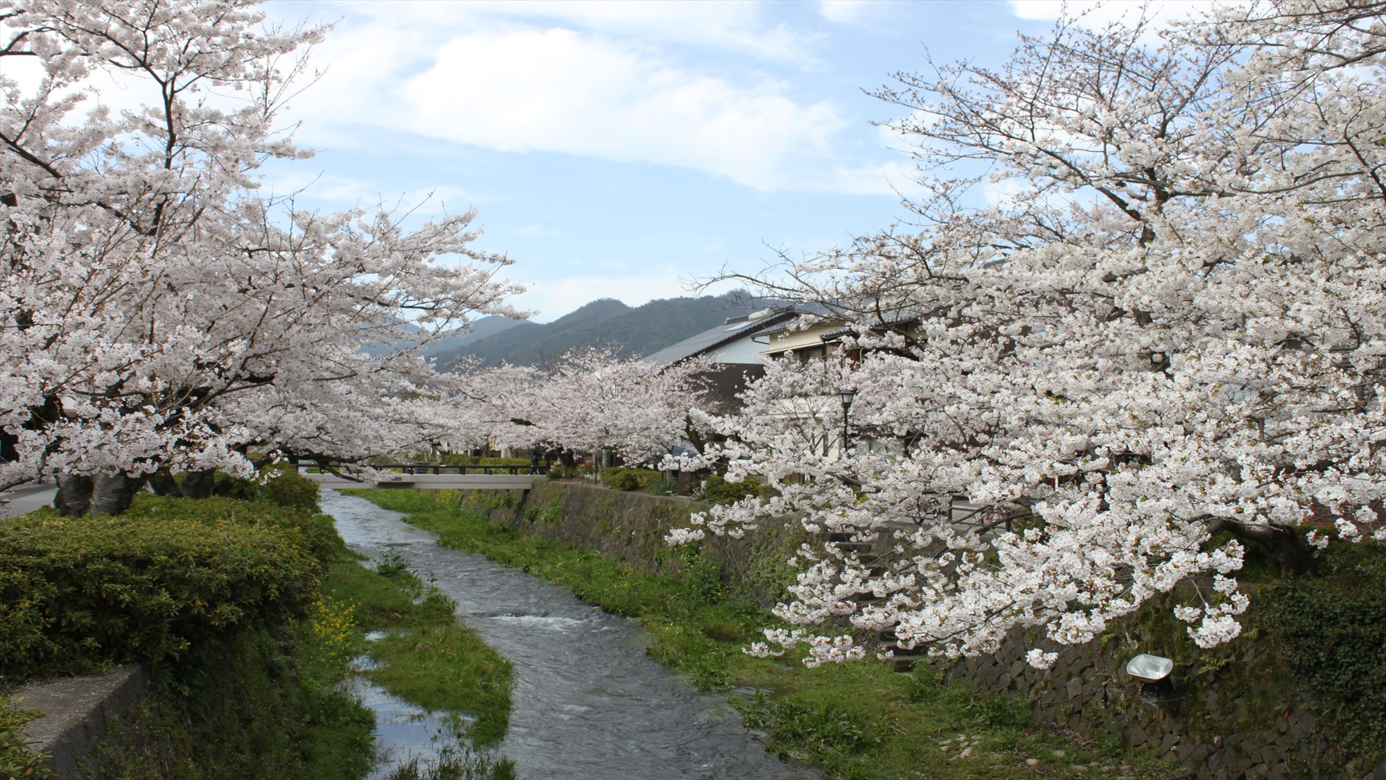 【周辺観光】一の坂川　春（当館から車で約11分）
