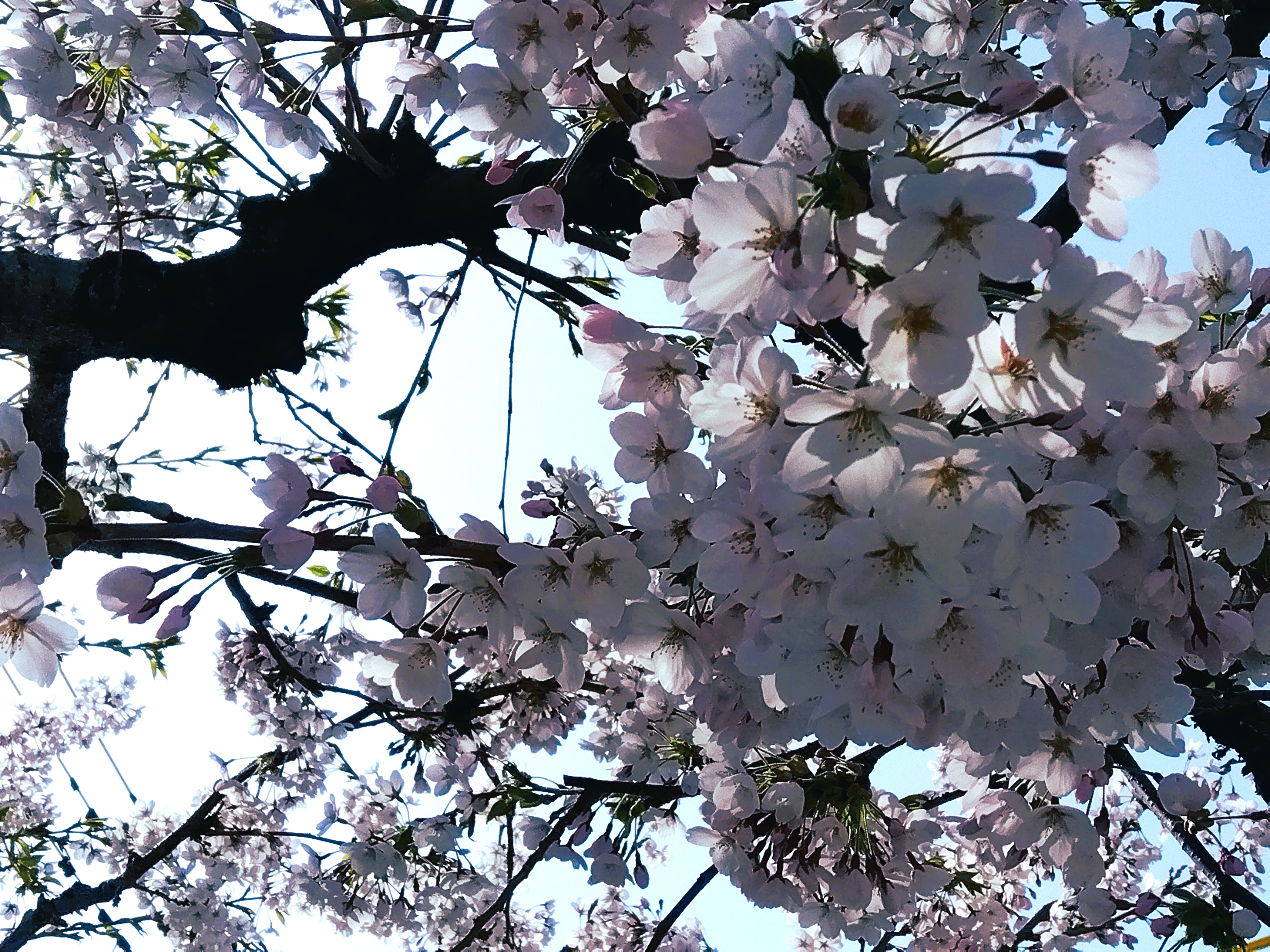 【季節の景観：春】花園銀座商店街の桜②