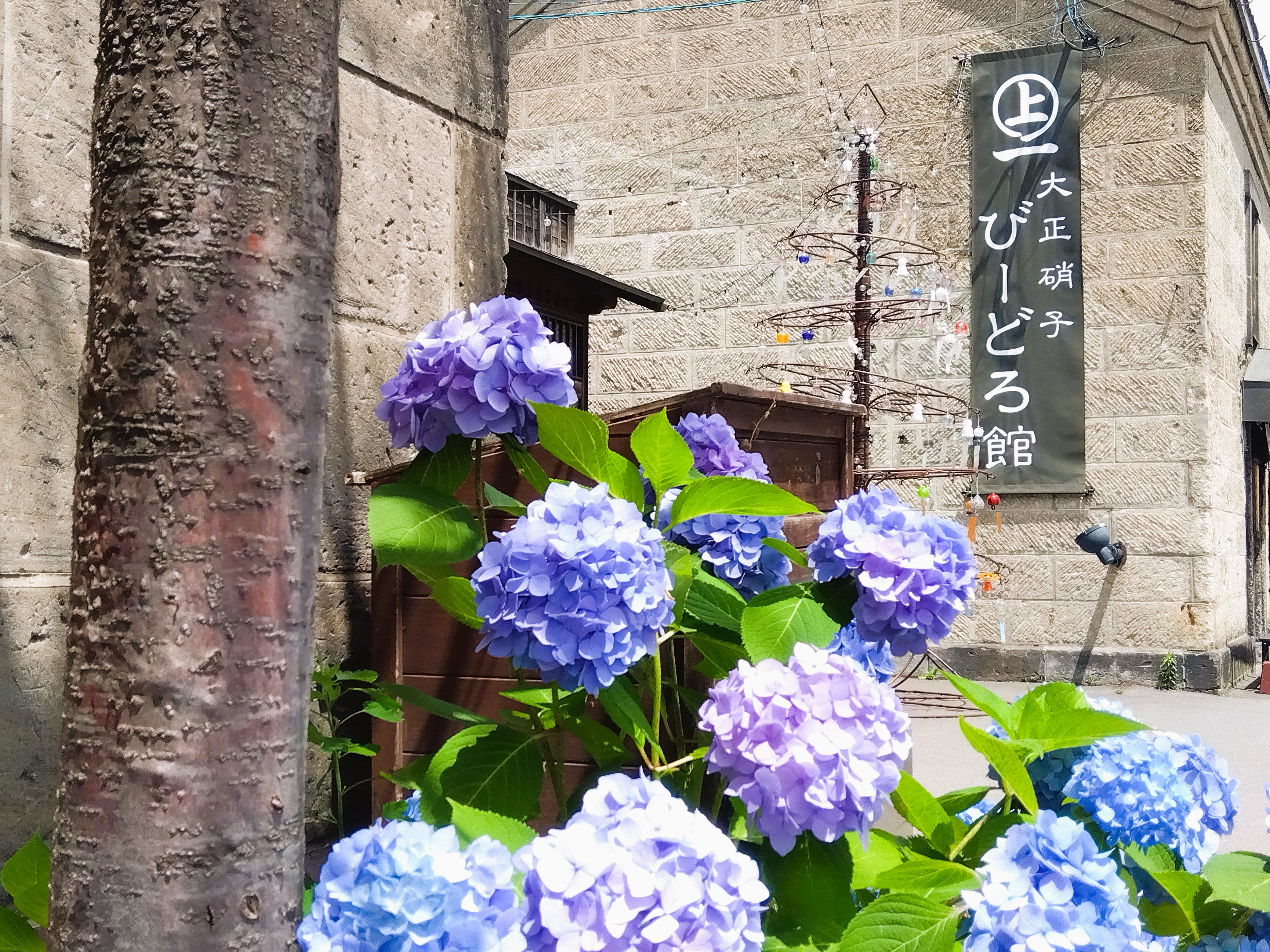 【季節の景観：夏】堺町通りの紫陽花と風鈴