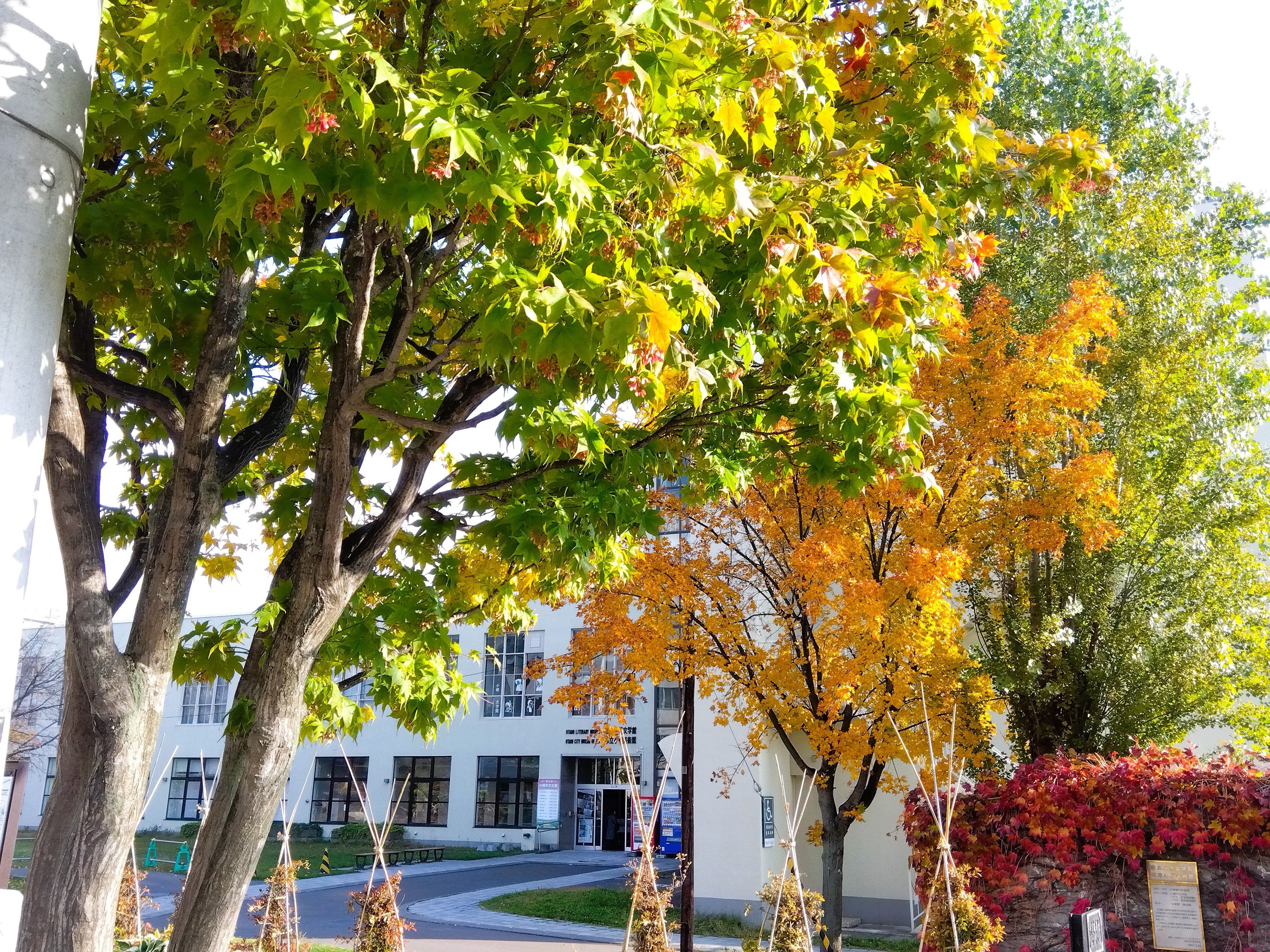 【季節の景観：秋】旧旧手宮線沿いの紅葉