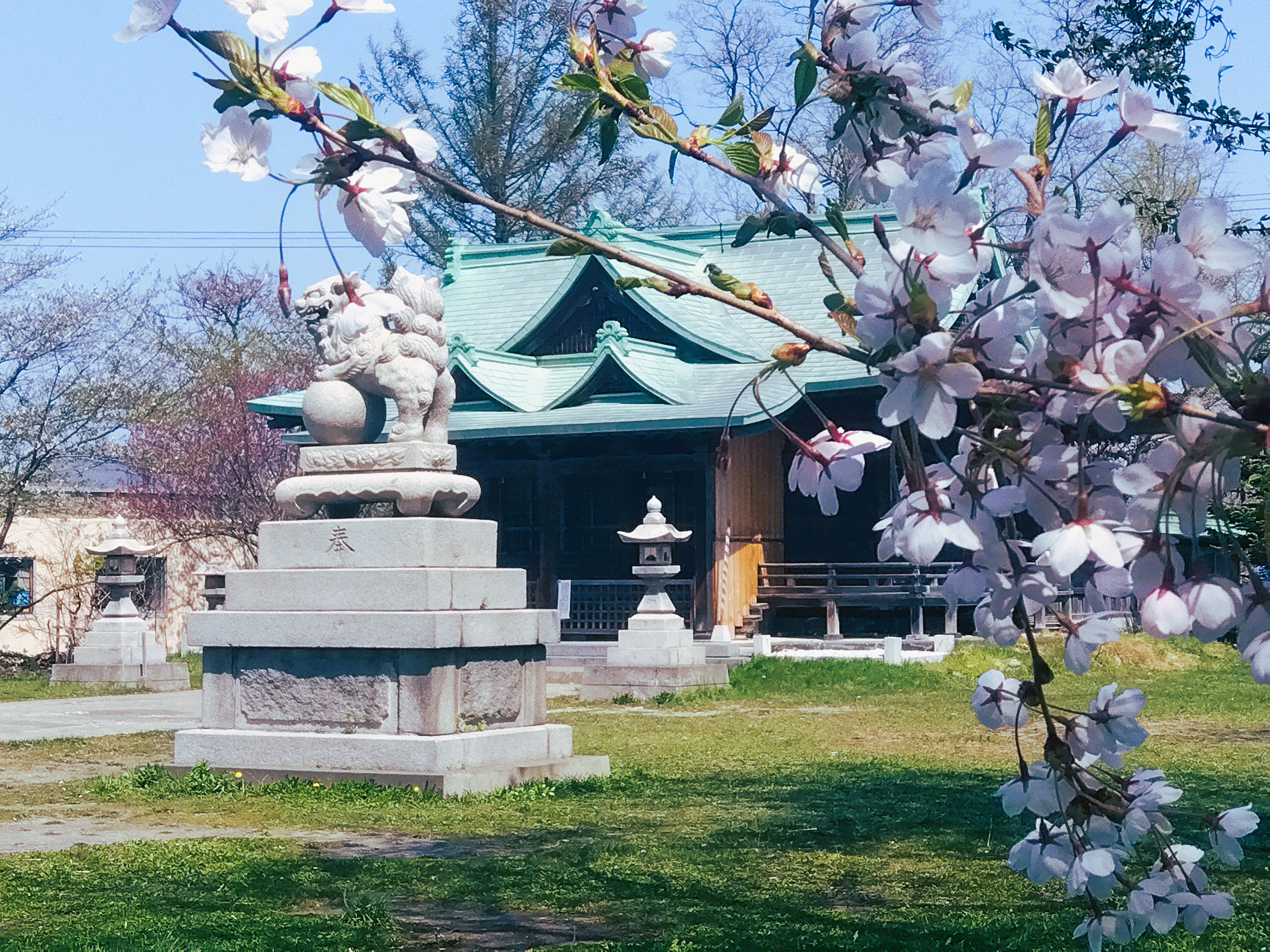 【季節の景観：春】小樽水天宮の桜