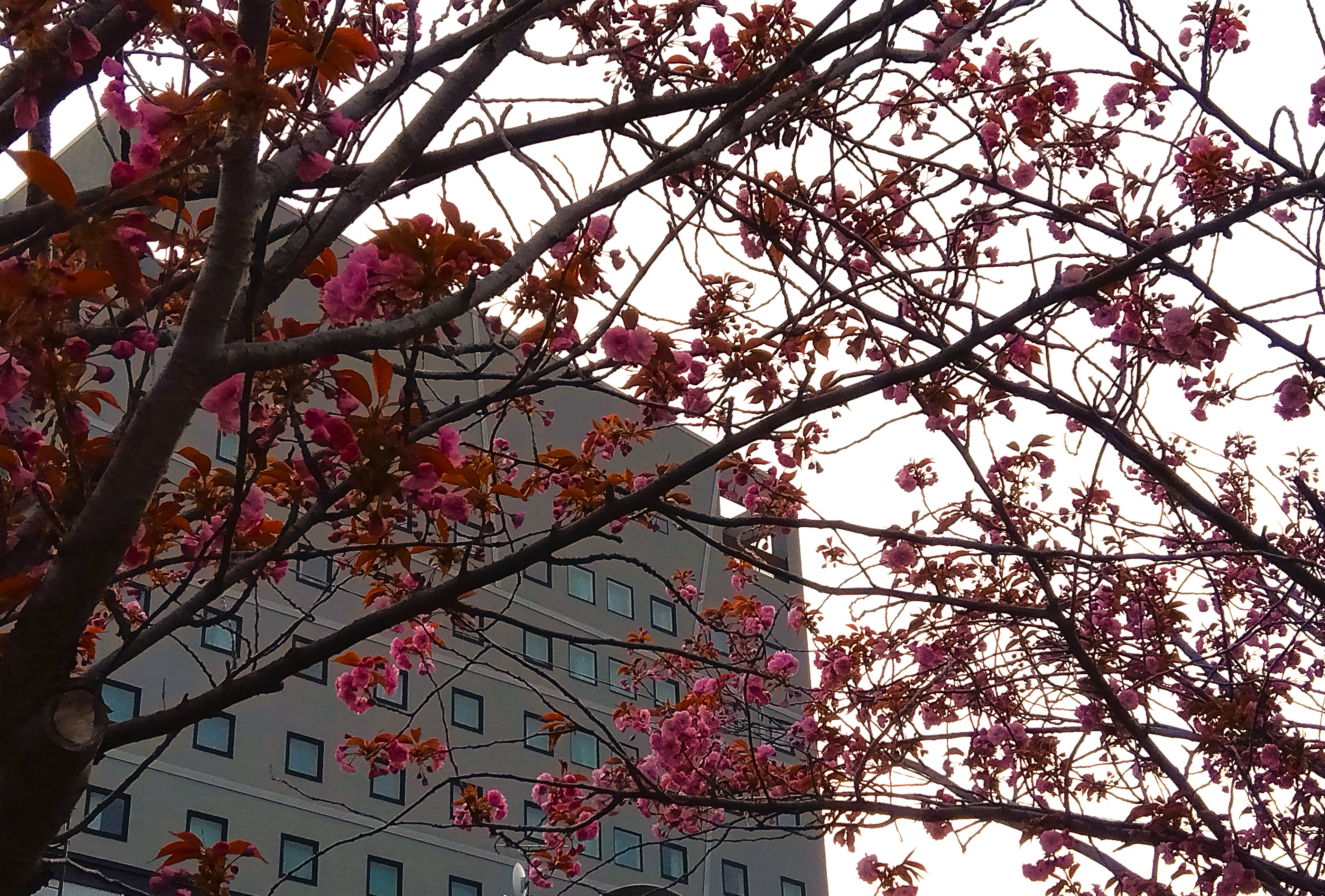 【季節の景観：春】旧手宮線沿いの桜越しの当館