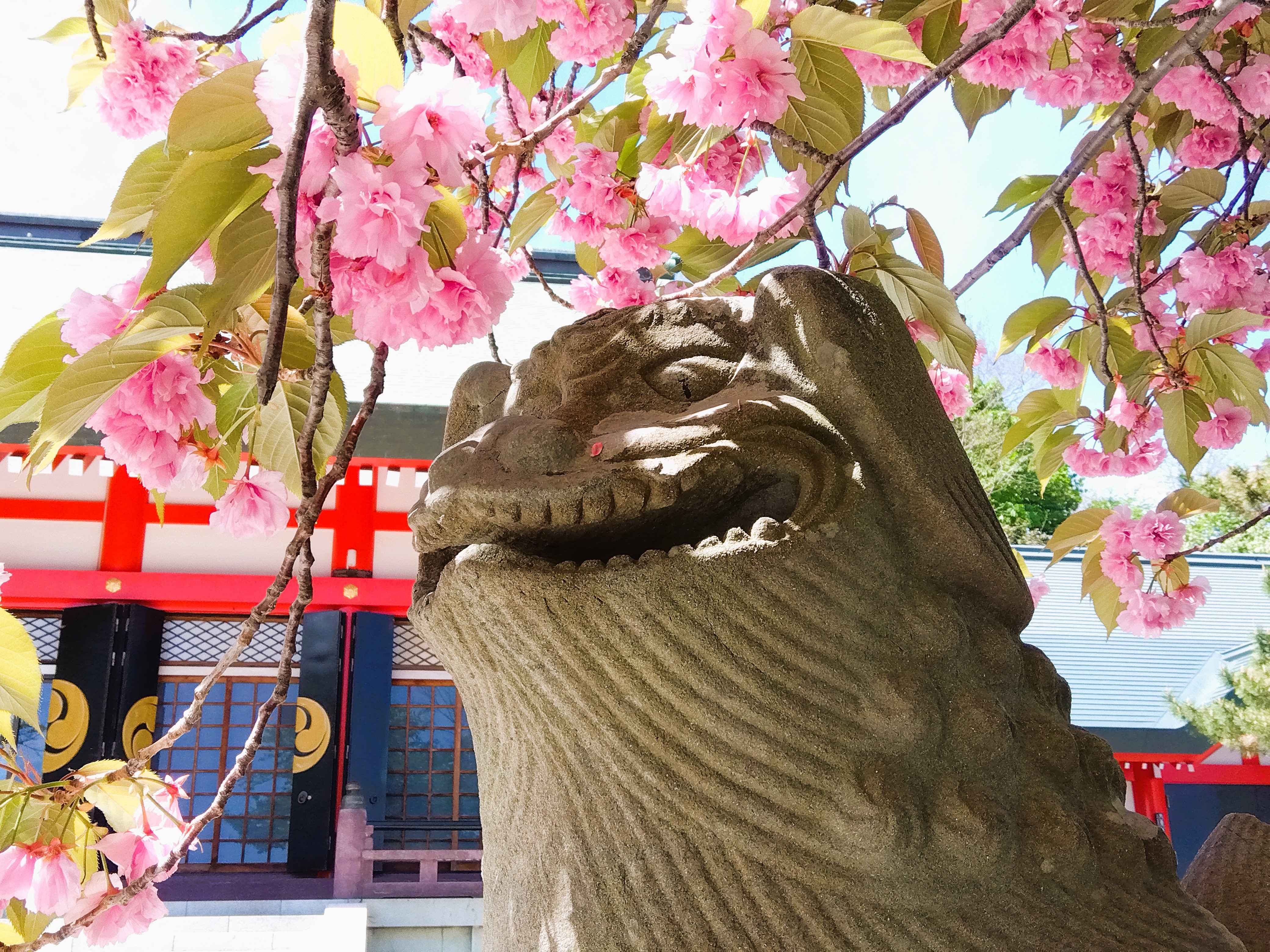 【季節の景観：春】住吉神社の桜と狛犬