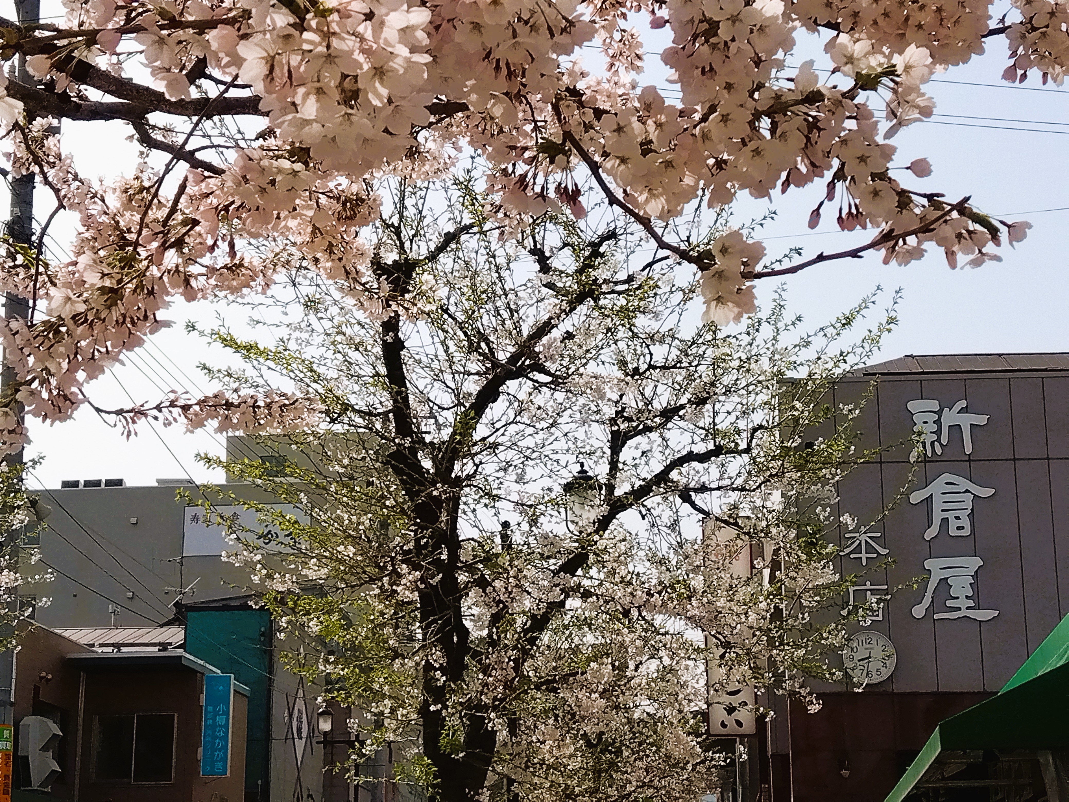 【季節の景観：春】花園銀座商店街の桜