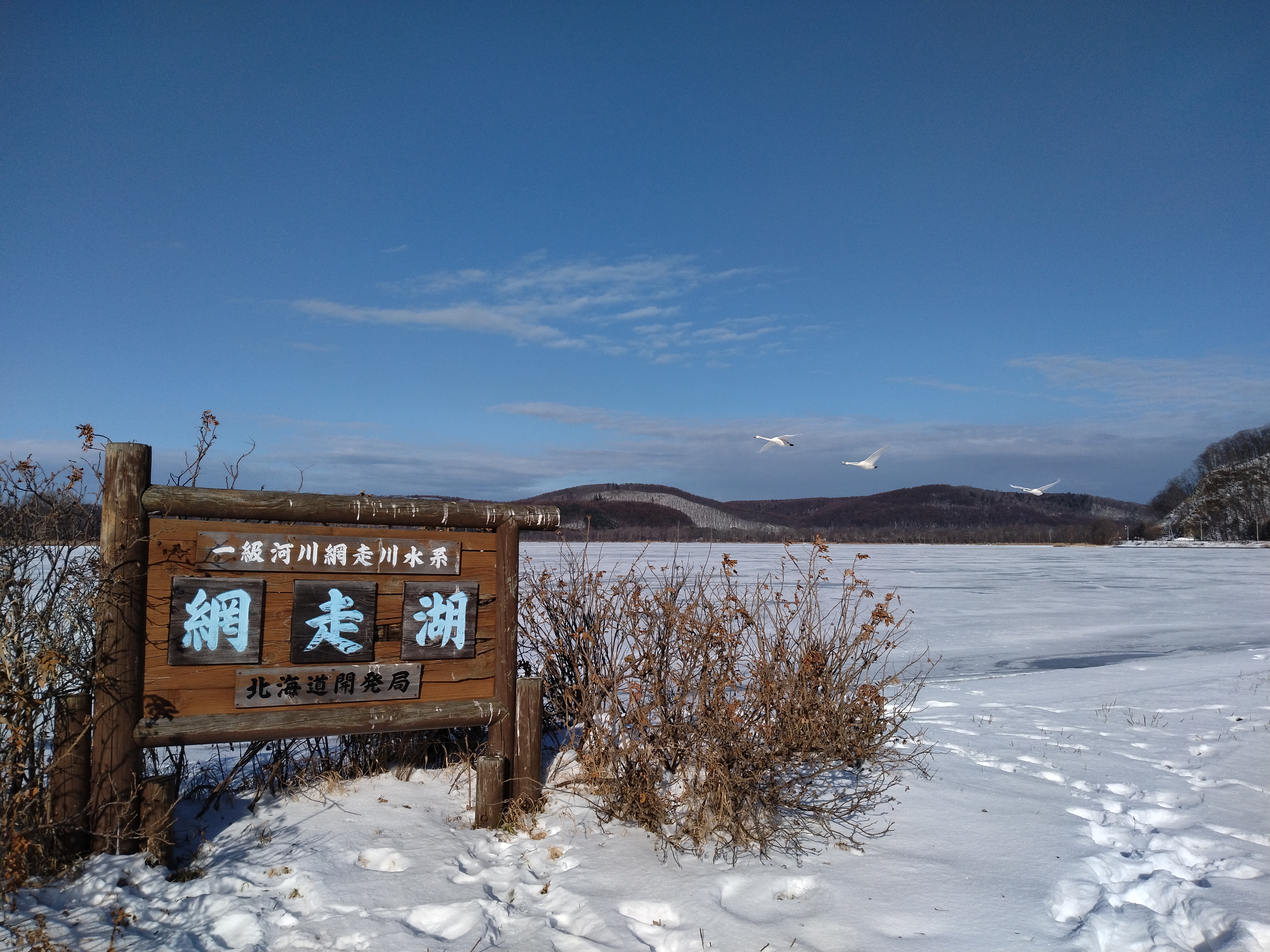 冬の網走湖　凍結　白鳥が横切ります。