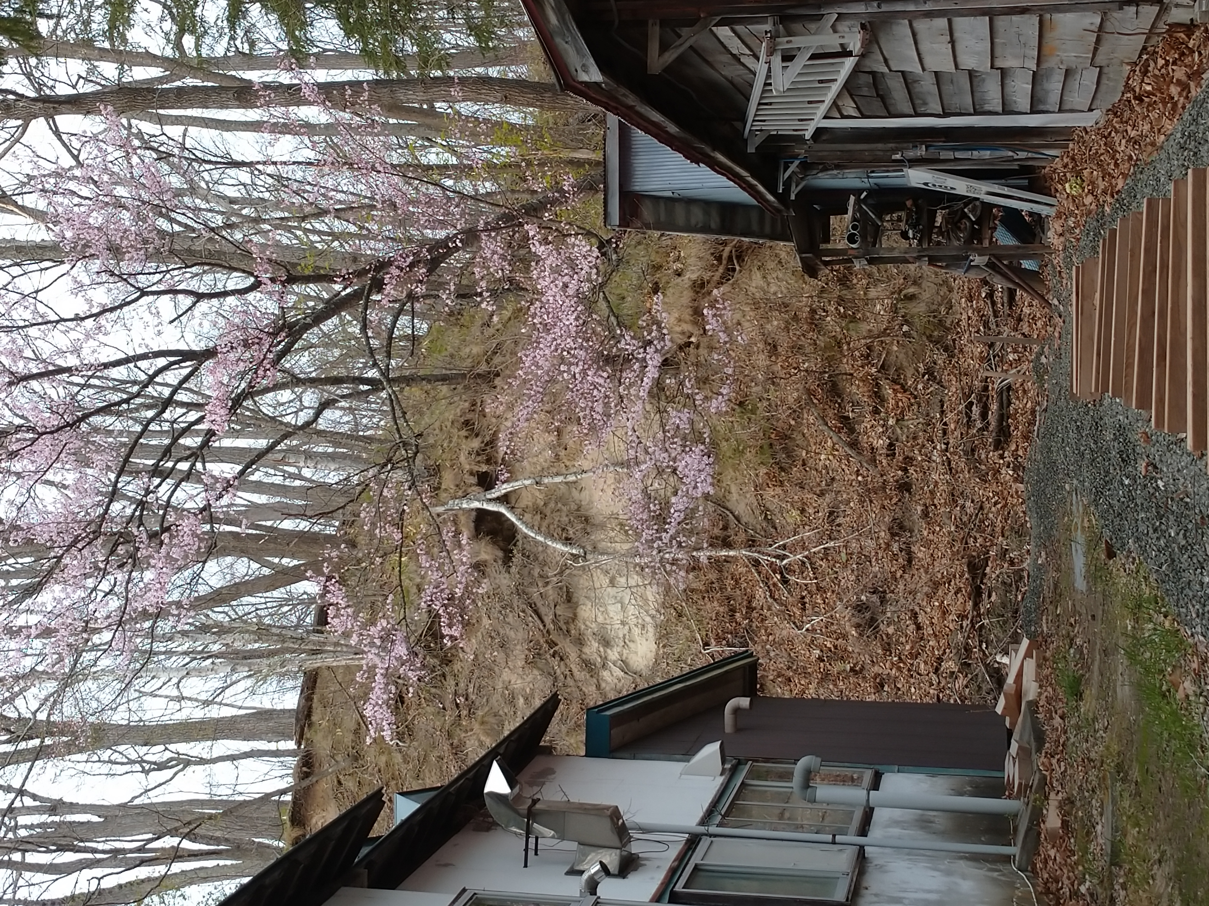 春の裏山の桜　４月下旬
