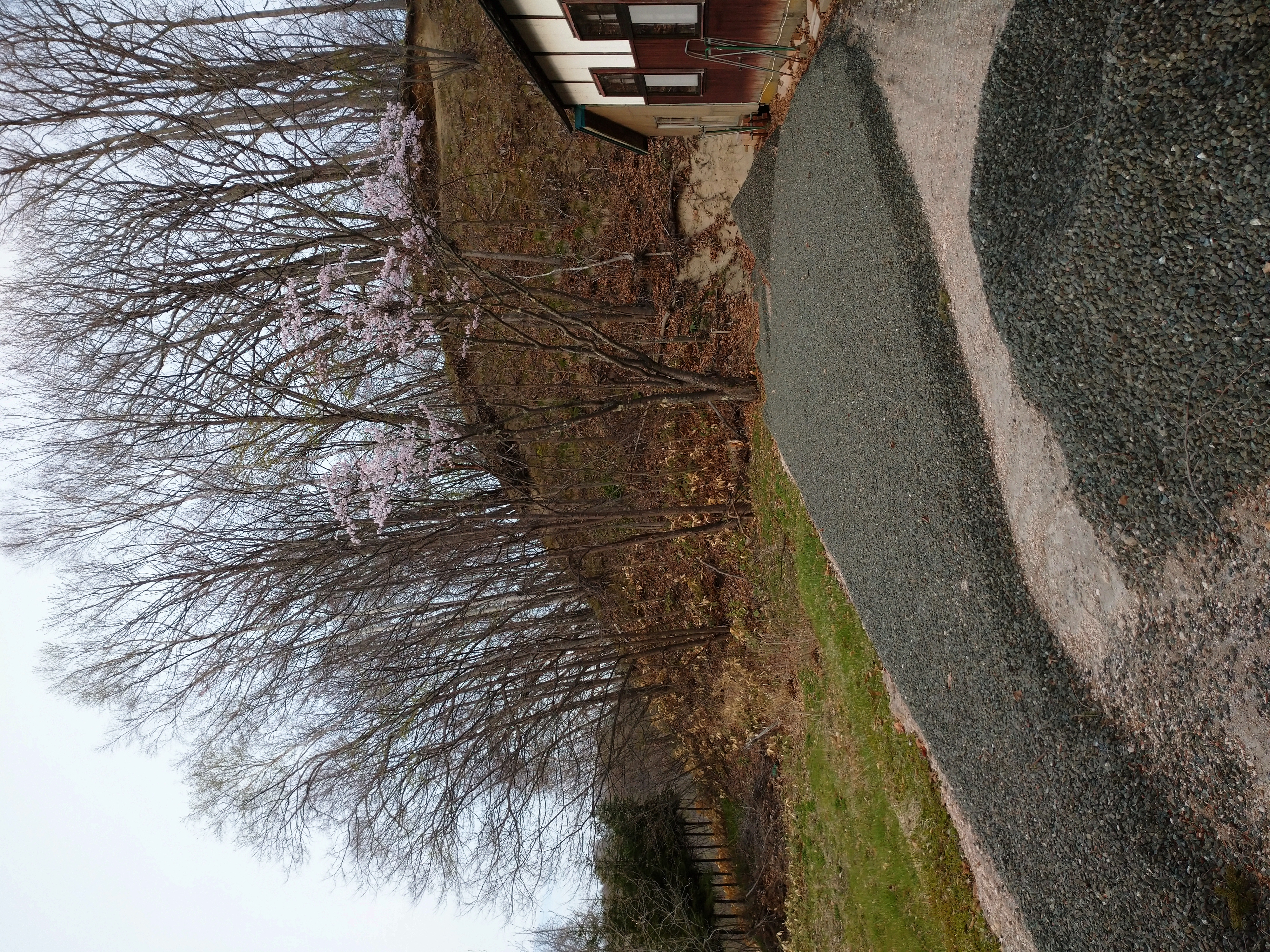 春の裏山の桜　４月下旬　２
