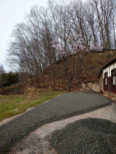 春の裏山の桜　４月下旬　２