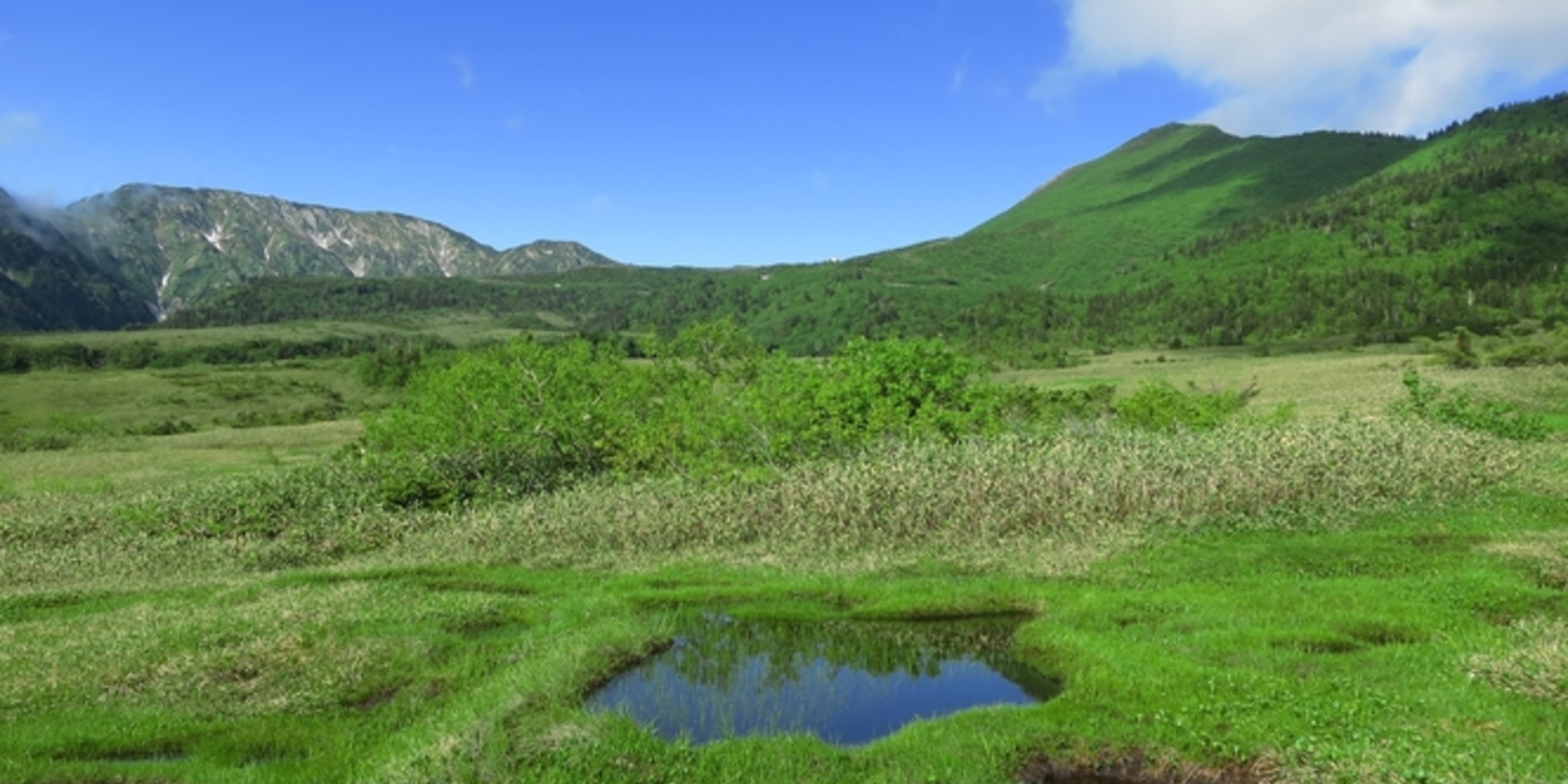 弥陀ヶ原　地塘（夏）