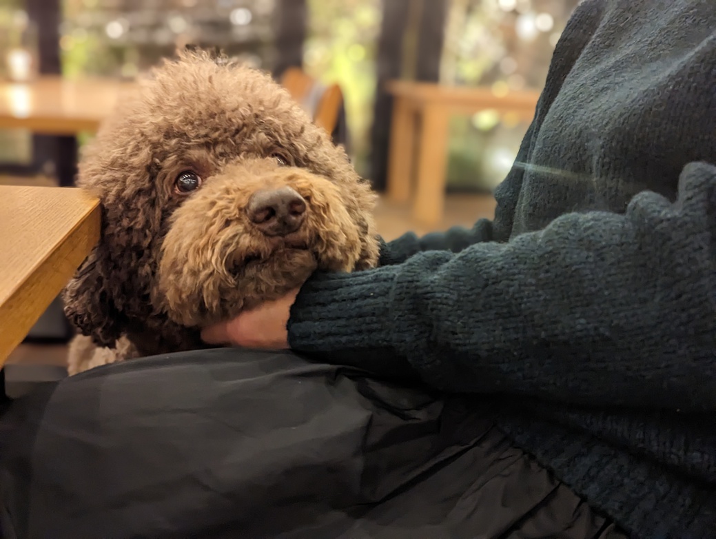 【DOGフレンドリー】わんちゃんとゆっくり滞在！愛犬も同伴で夕朝食付き/海辺のお散歩も徒歩3分！