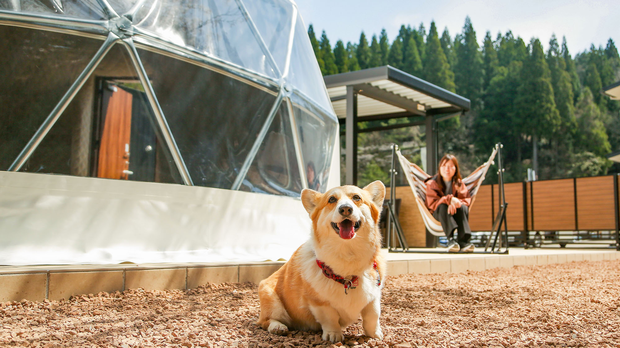 ルポの森の専用ドッグランで走る犬。森に囲まれた芝生の敷地