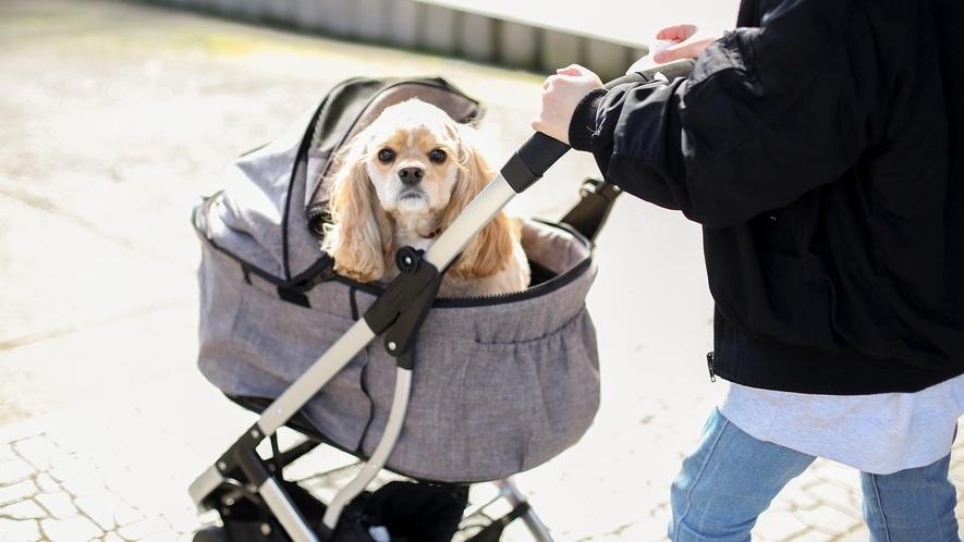 ・グランピングにも宿泊棟にもワンちゃんと泊まれるお部屋がございます。敷地内も広くて自然がいっぱい！