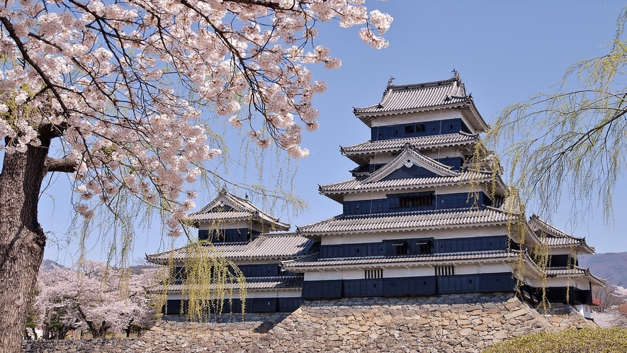 ■松本城桜②(提供-新まつもと物語)