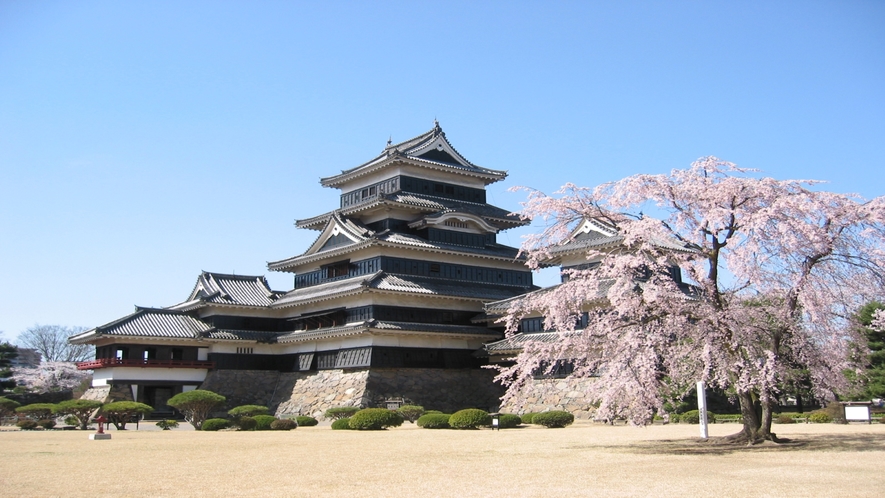 ■松本城桜(提供-新まつもと物語)