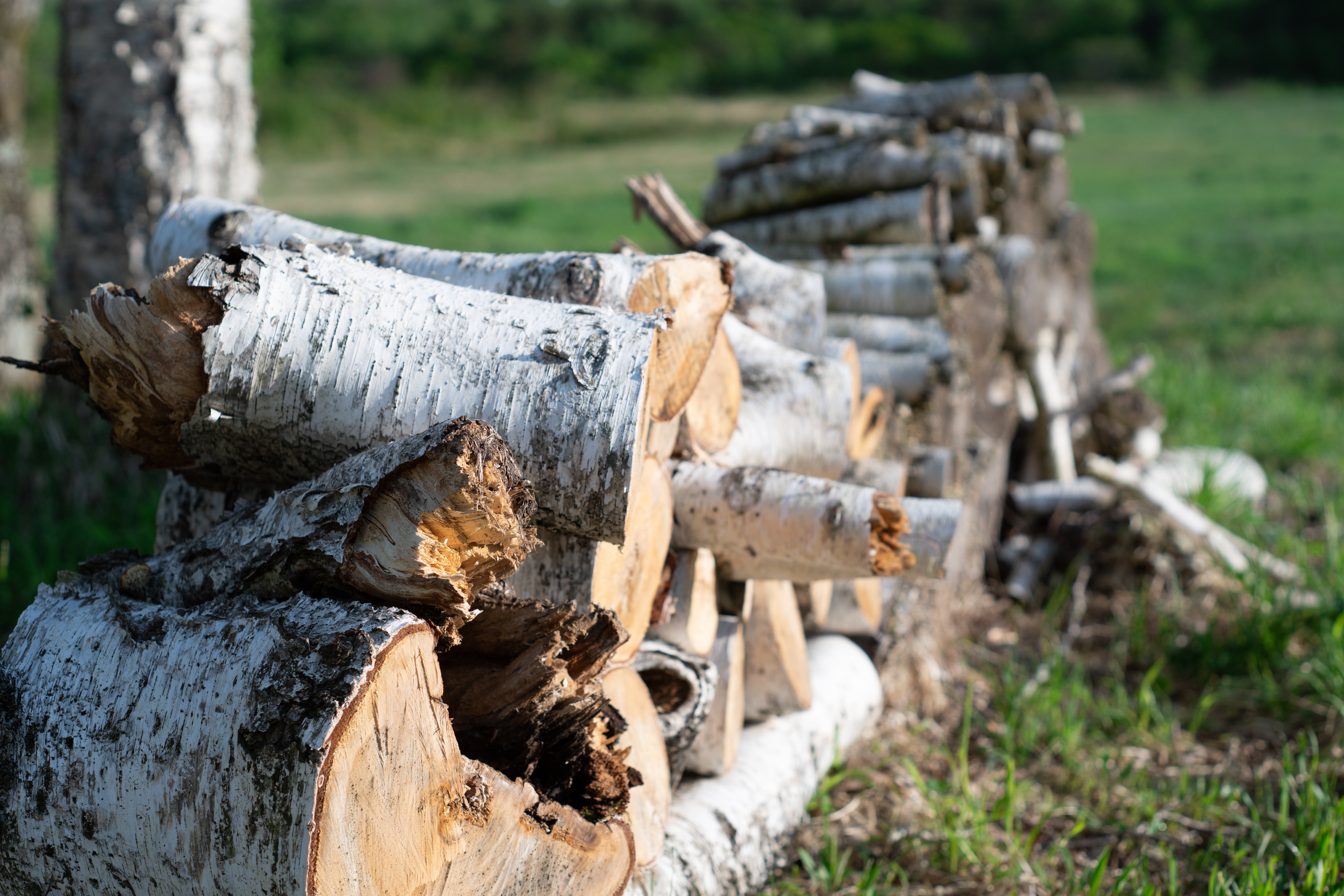 敷地内には白樺がたくさん