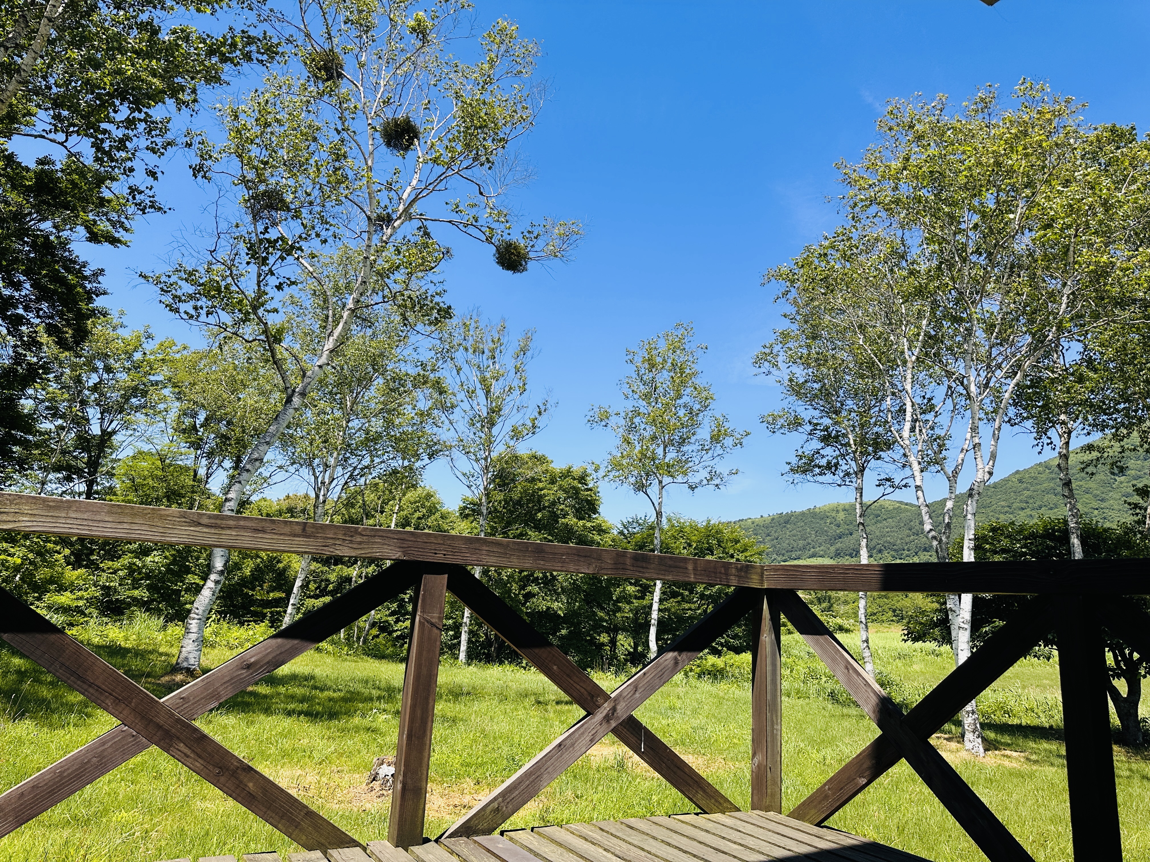 角部屋和室：ウッドデッキから白樺を眺める