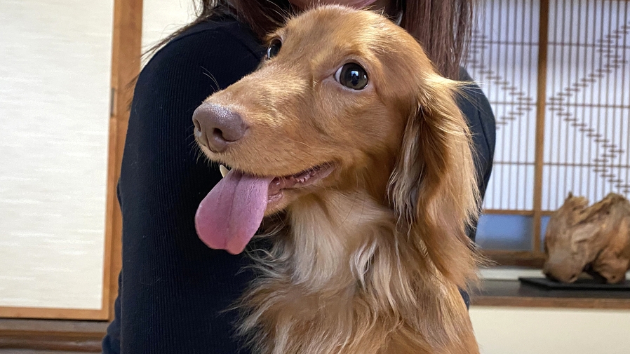 【直前割★ワンちゃんOK】【素泊まり】昔ながらのほっとする宿へ、ふらり。ビジネス・観光◎