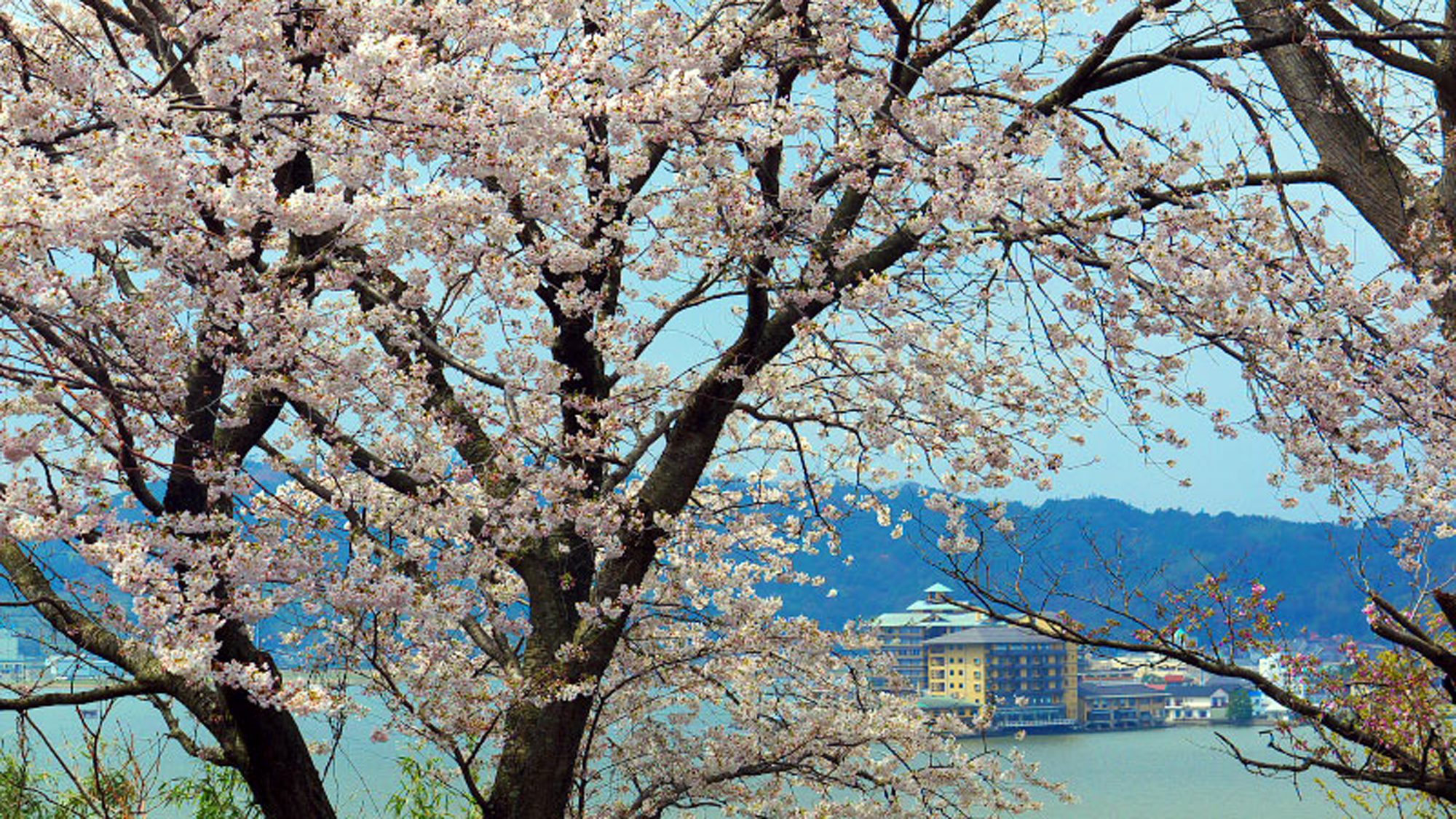 【東郷湖の桜】