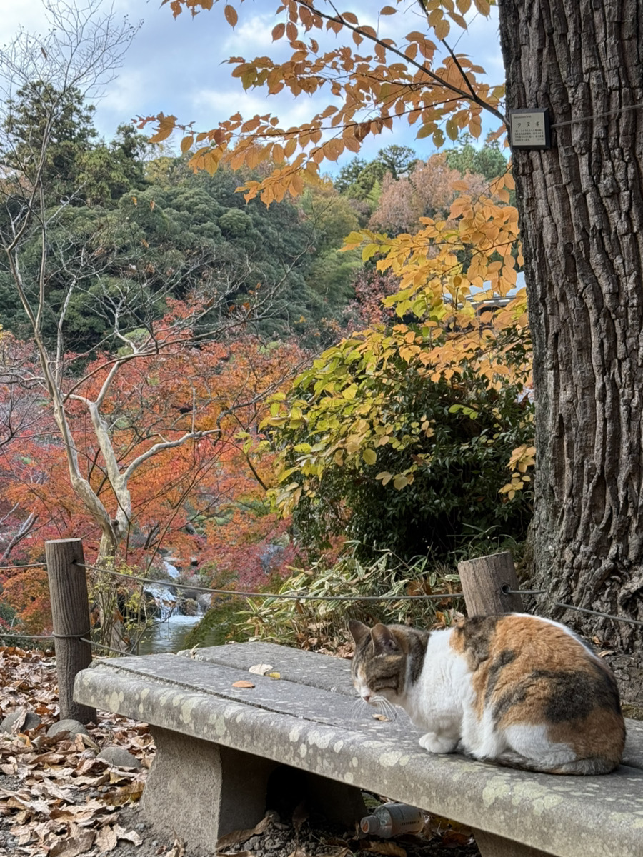 和空 成田山門前 - 写真 84
