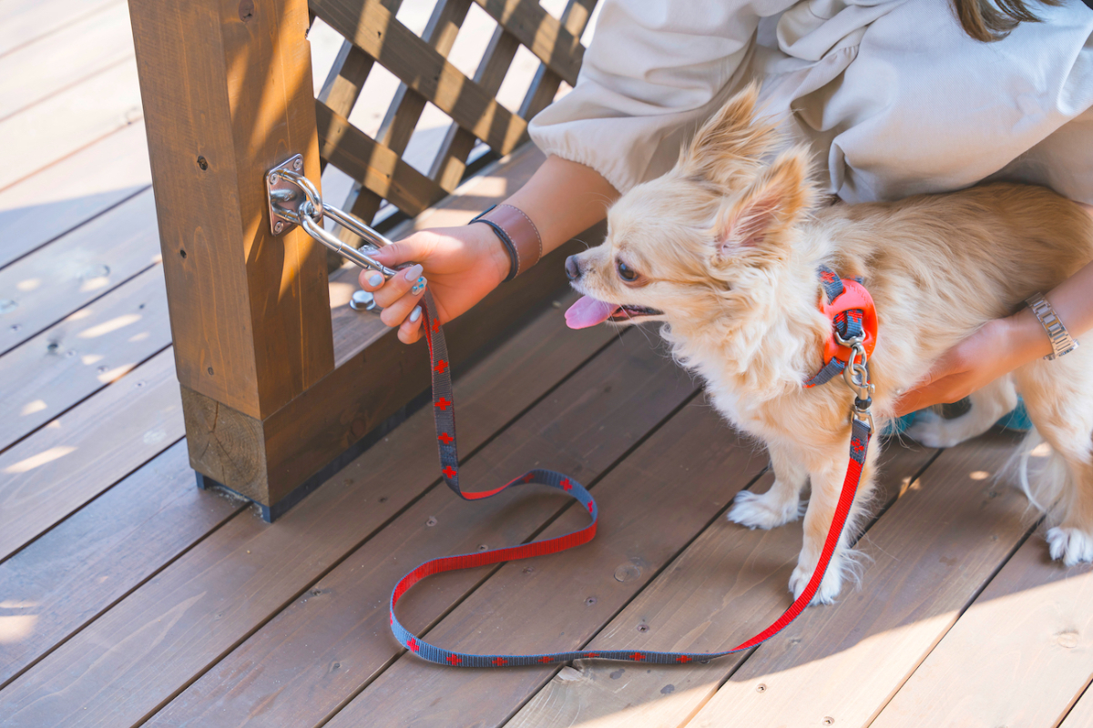 愛犬とのグランピング（ペット可のお部屋）