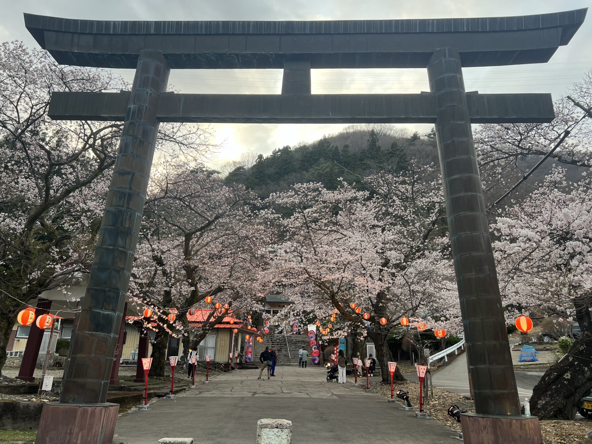 護国神社の桜(夕方)