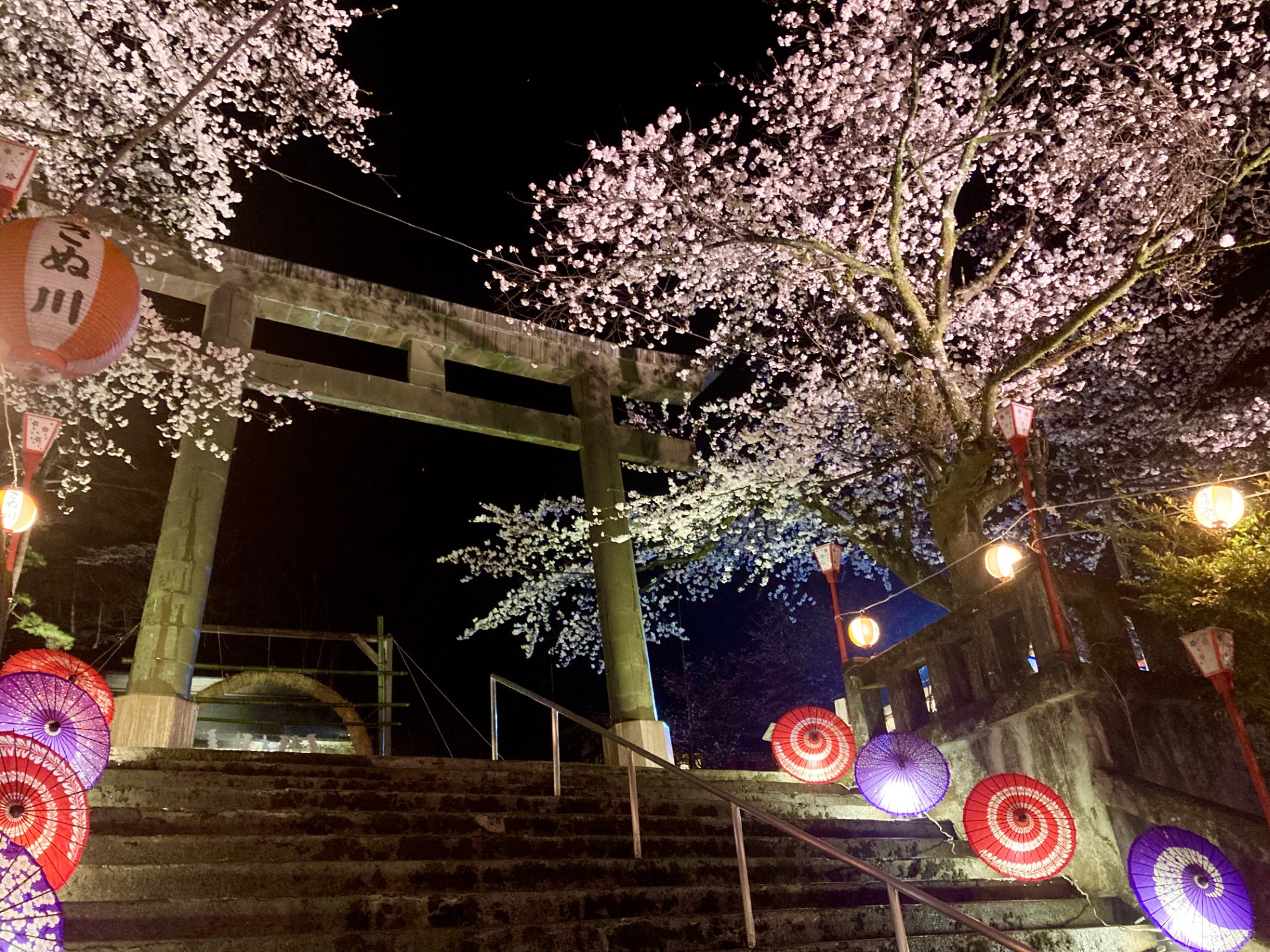 護国神社の桜(ライトアップ)