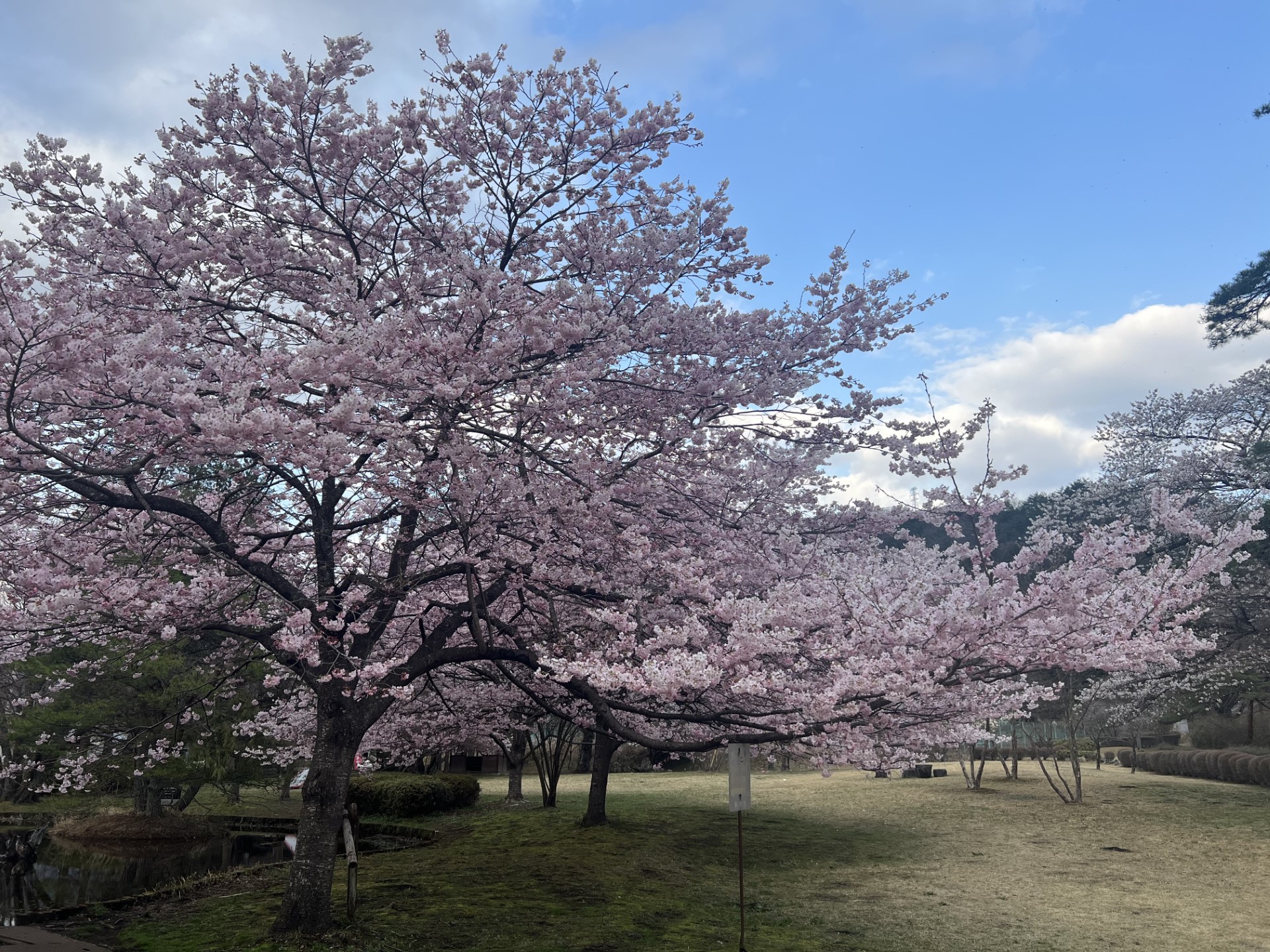 鬼怒川レジャー公園の桜