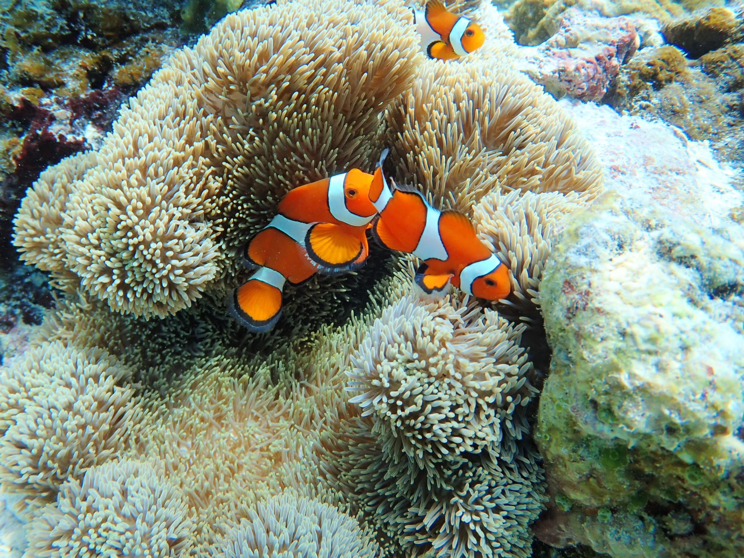 【施設周辺観光】中の島ビーチ