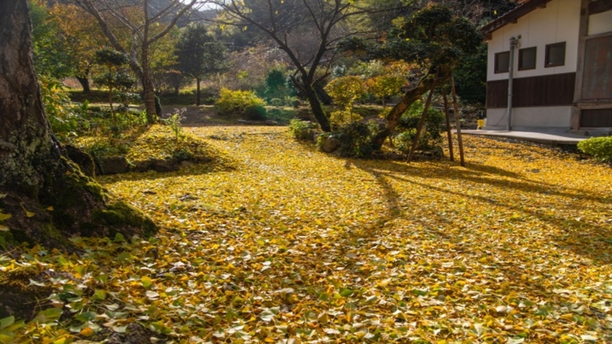 【長江寺】境内を埋め尽くす黄金色のじゅうたん。