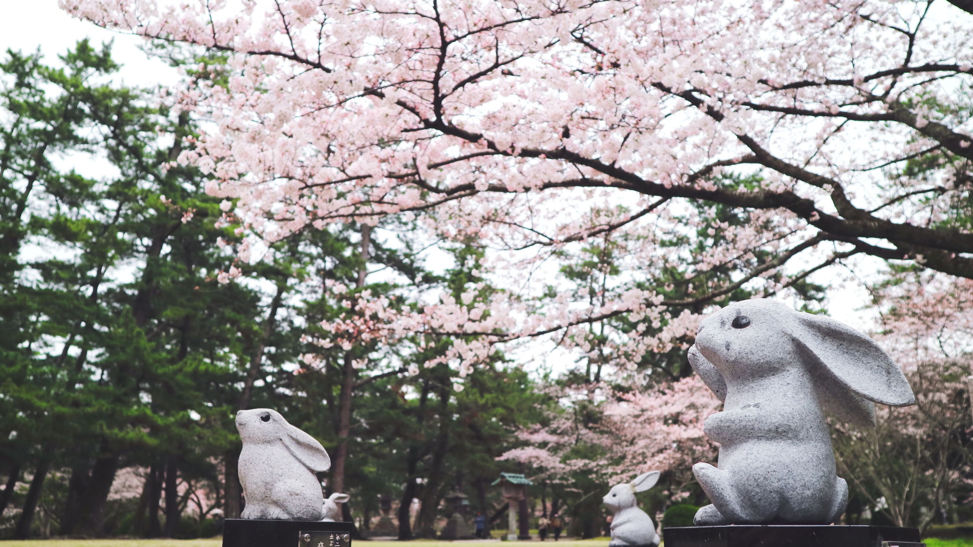 【出雲大社】「いなばのしろうさぎ」がモチーフとなっている多くのウサギの石像があります。