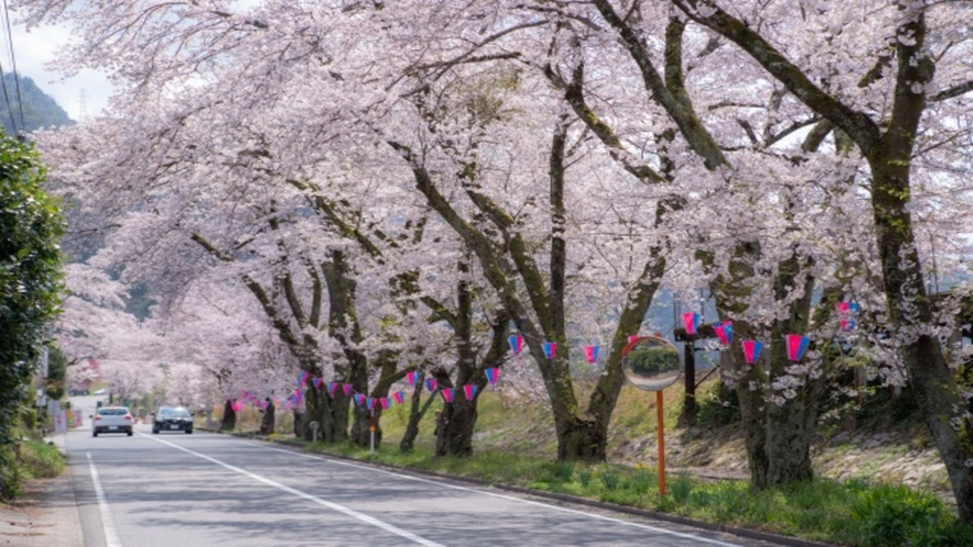 【旧潮駅桜のトンネル】石見ワイナリーホテル美郷まで続く桜並木。
