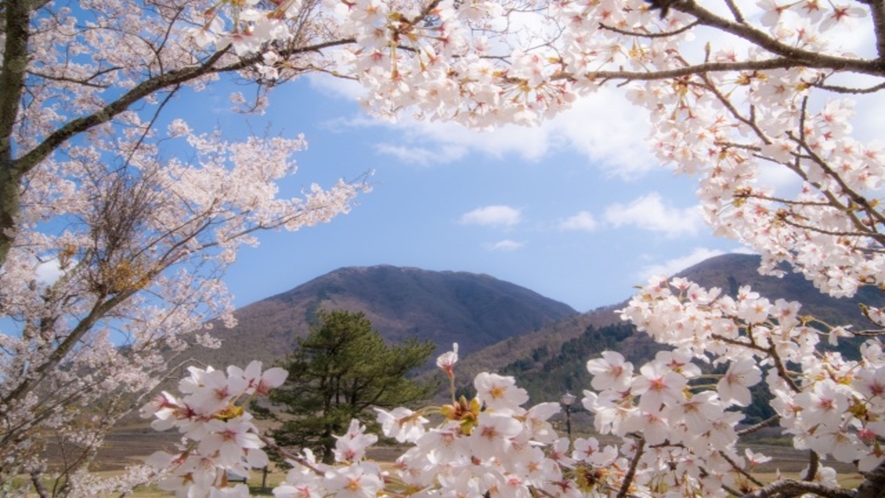 【三瓶山の桜】道沿いに6000本もの桜の木が植わる穴場スポットです。