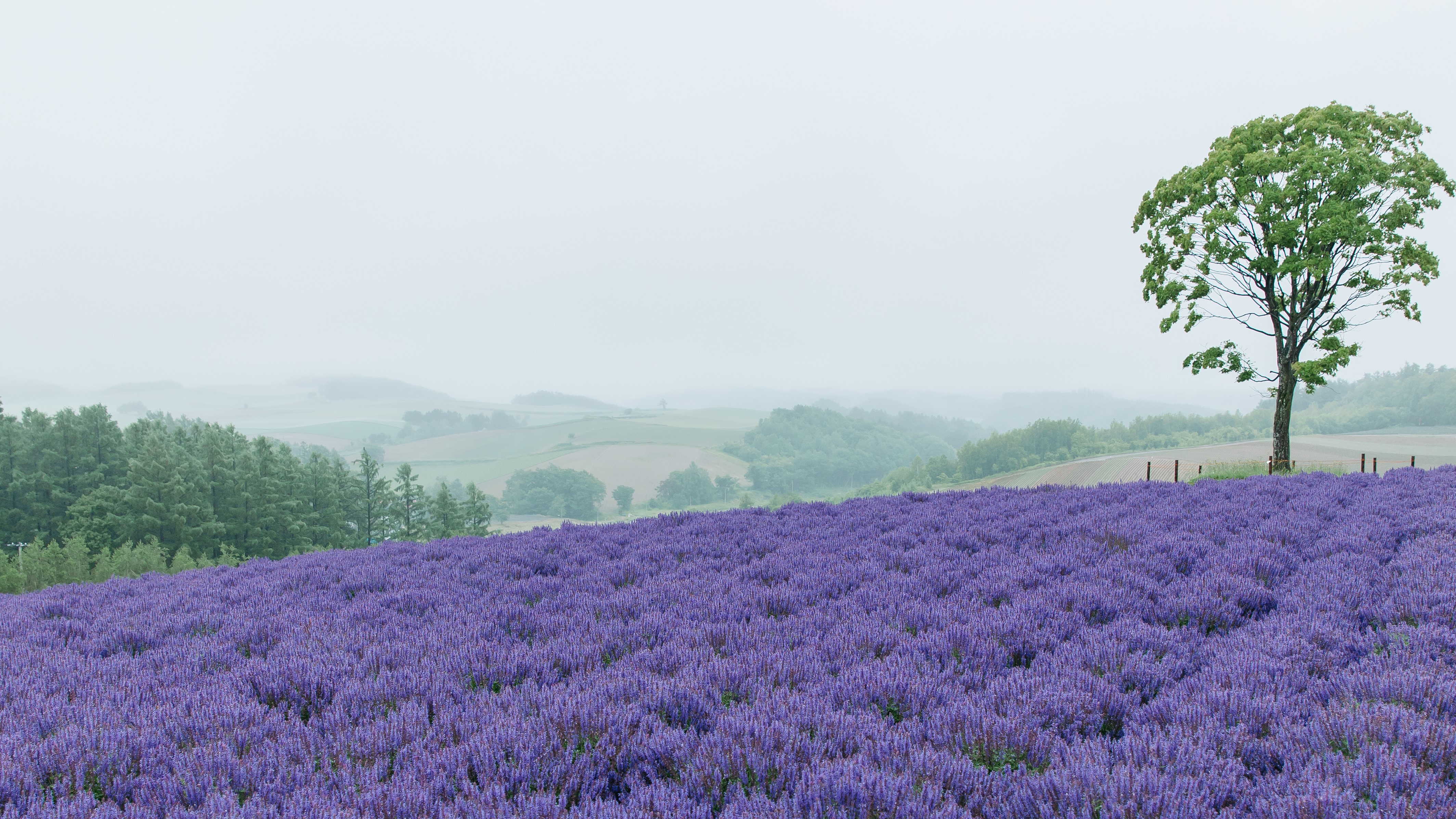 ファーム富田（ホテルから車で60分）：日本を代表するフラワーガーデン。ラベンダーの季節は1面紫に