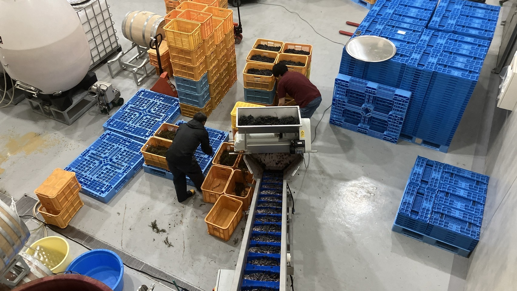 Cタイプ　上ノ国ワイナリーぶどう収穫、醸造体験BBQセットに赤ワイン上の紅ハーフボトル1本付きプラン
